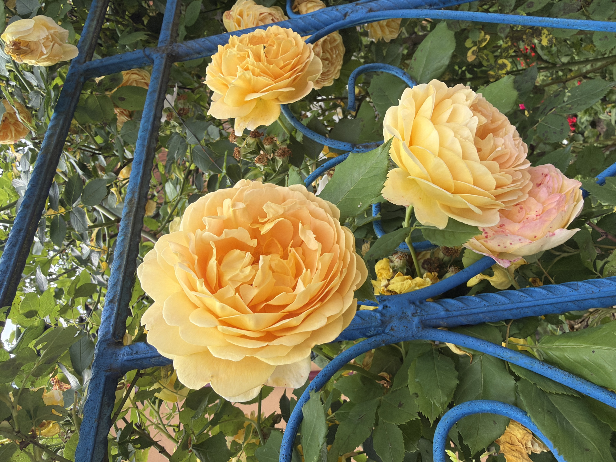 A cluster of yellow roses climbs a blue metal fence. One large rose is in the foreground, its petals tightly furled and layered in shades of yellow and orange. To its right, a smaller yellow rose is partially visible, its petals also densely packed. Below these, a rose with pale pink and cream petals is visible, dotted with pink specks. The fence is ornate, with twisted metal bars painted a vibrant blue. Green leaves and branches of the rose bush weave through and around the fence. In the background, more yellow roses are in bloom, some appearing withered or dried. The overall scene suggests a garden setting, possibly in a city due to the presence of the fence. The lighting indicates it is daytime.