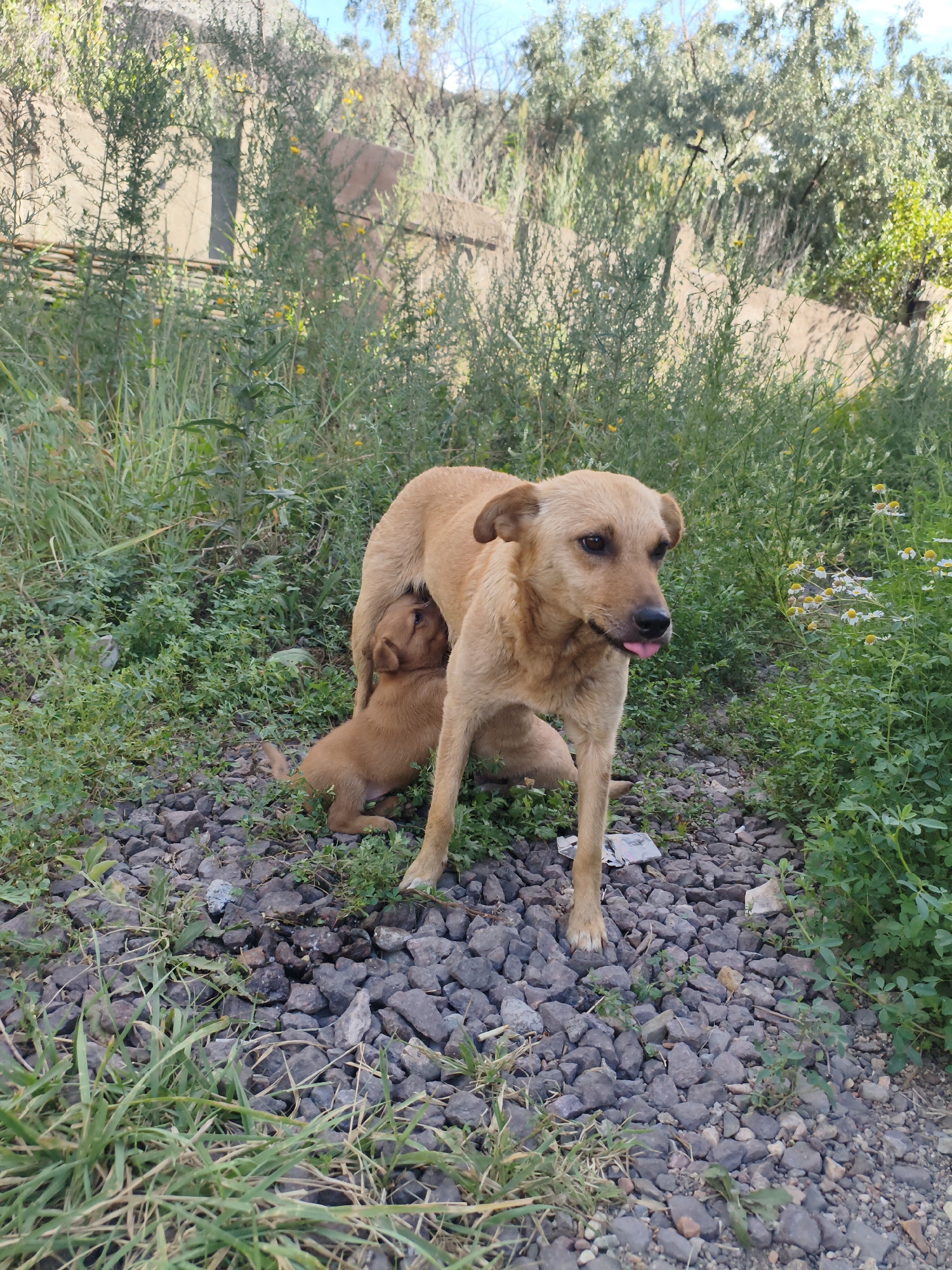 The image shows a light brown mother dog with her brown puppy, who is nursing. They are in an outdoor environment with gravel on the ground and green vegetation, including grass and some flowering plants. The background includes a sloping hill covered with trees and shrubs, and a partially visible structure made of woven branches. The scene appears to be in a rural or semi-rural area. The image was taken in the vicinity of Termirtaw city administration, Kazakhstan.