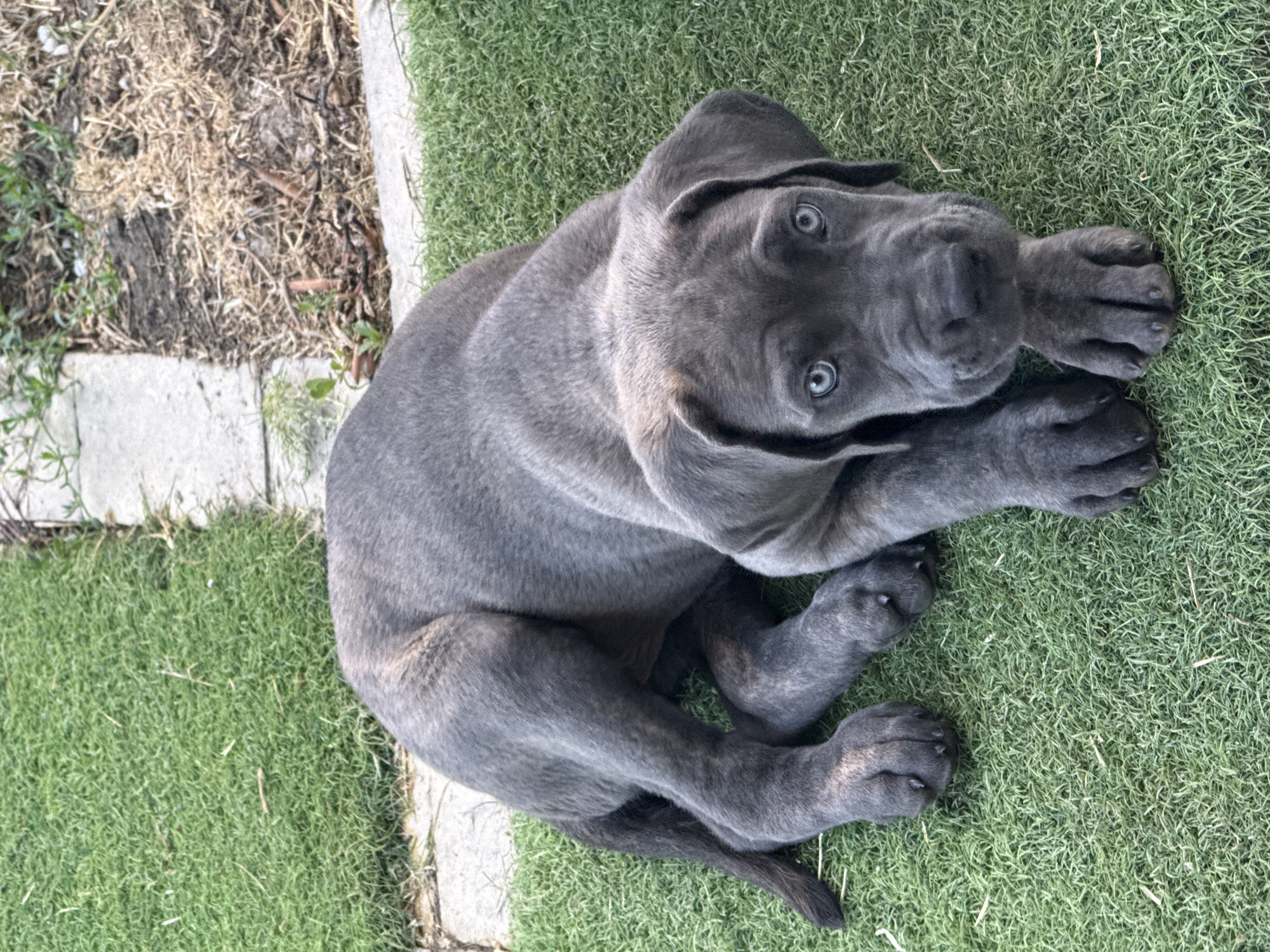 An eye-level shot shows a young Great Dane lying on artificial turf with its front paws crossed. The dog has a grey coat with darker stripes on its legs. Its ears are floppy, and its blue eyes are wide and staring directly at the camera. The background consists of more artificial turf and some concrete pavers. The image quality is high, with good lighting and focus. There are no people or other animals present.