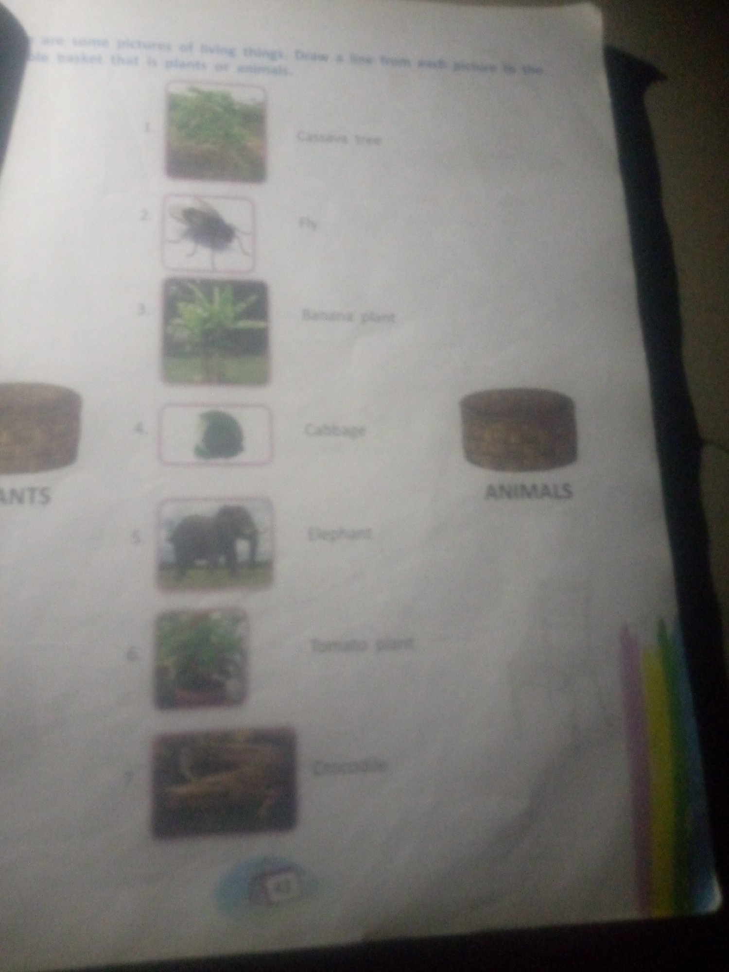 This is a photograph of a worksheet for children, likely from a workbook or textbook. The worksheet is divided into sections, with numbered images of plants and animals on the left, and their corresponding names on the right. The top of the page has a title that reads "are some pictures of living things. Draw a line from each picture to the". Below this, there are two categories labeled "PLANTS" and "ANIMALS".
The numbered images are as follows:
1. An image of a Cassava tree.
2. An image of a Fly.
3. An image of a Banana plant.
4. An image of a Cabbage.
5. An image of an Elephant.
6. An image of a Tomato plant.
7. An image of a Crocodile.
There are also two circular objects in the image, one on the left labeled "ANTS" and another on the right labeled "ANIMALS". These appear to be decorative elements or perhaps part of a game or activity. The page also has a circular sticker or stamp at the bottom with the number "41" on it. The overall impression is an educational activity aimed at helping children differentiate between plants and animals. The lighting in the image is not ideal, suggesting it was taken in a dimly lit environment, and the photo is slightly blurry.