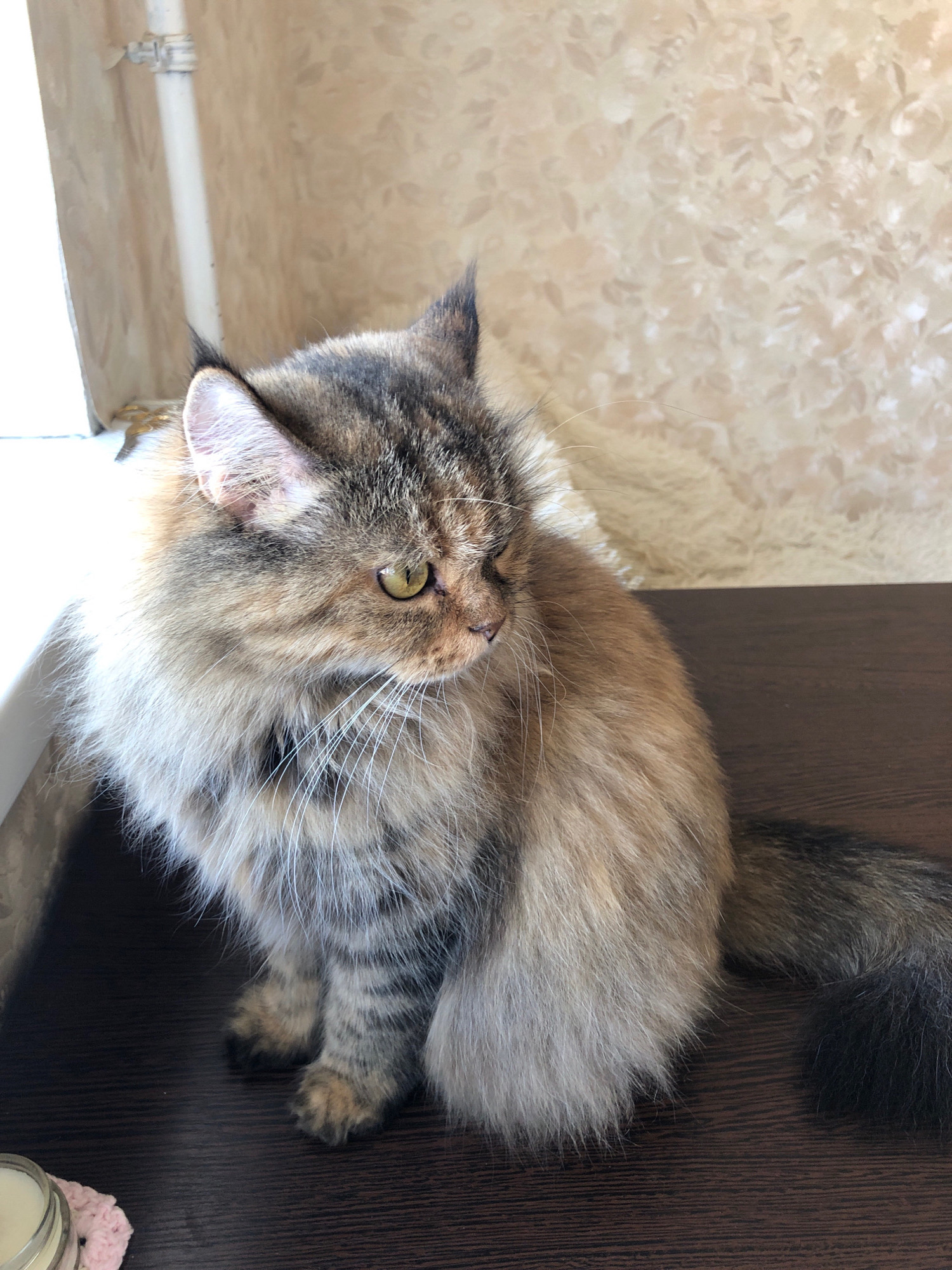 A long-haired tabby cat sits on a dark wooden surface, looking to the right. The cat has green eyes and a bushy tail. The background is a textured wall with a floral pattern in a light beige color. To the left of the cat, a window sill and a white pipe are visible. A small glass jar with a white substance and a pink crocheted coaster are on the wooden surface in the lower left corner of the image. The scene is indoors, in what appears to be a domestic setting. The location is identified as Lavriki, Russia.