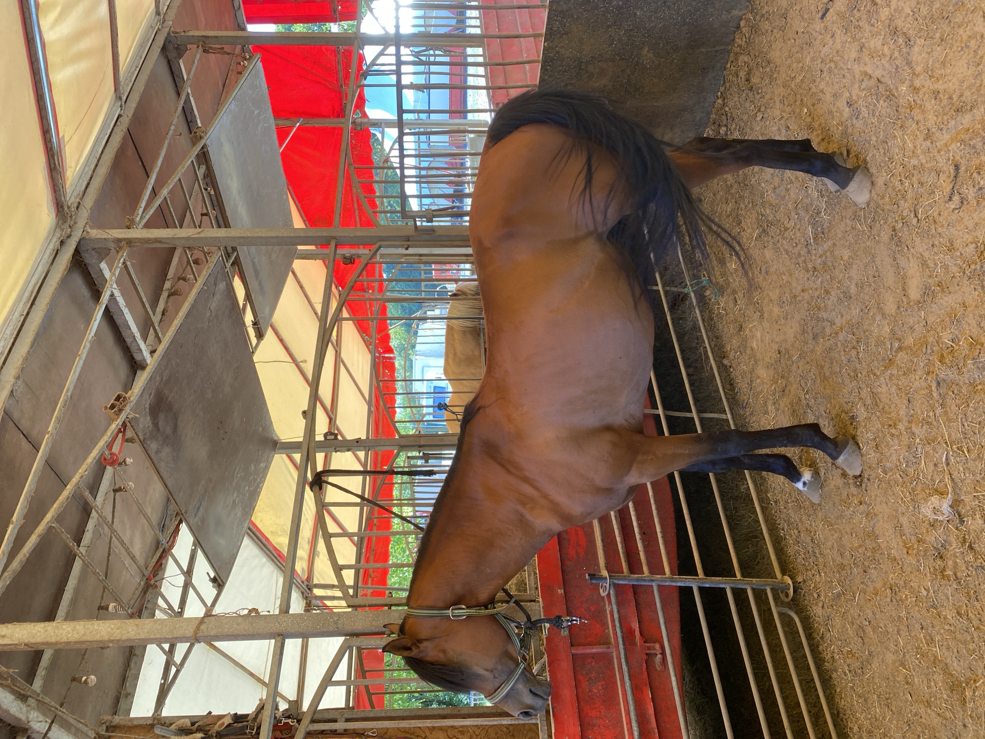An adult brown horse stands facing left in a stable. The horse is wearing a halter with a lead rope. The stable has a dirt floor and metal fencing. Overhead, there is a metal structure supporting a canvas roof, partially covered in red and yellow fabric. In the background, a second horse, lighter in color, is visible. The scene appears to be outdoors or in a semi-enclosed area.