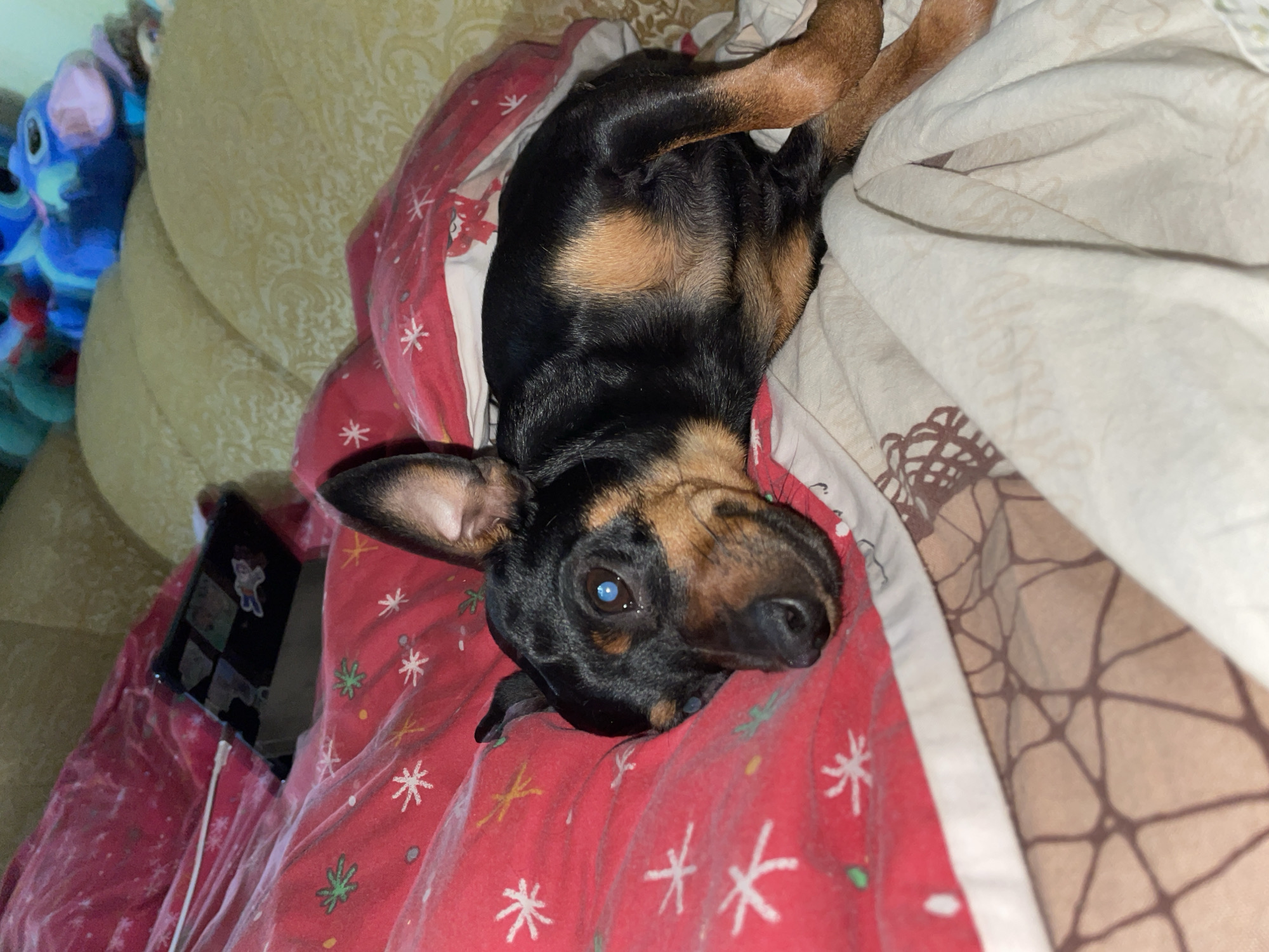 A black and tan Miniature Pinscher lies on a bed covered with red and white patterned blankets. The dog is lying on its side, facing left, with its head resting on the blanket. Its right eye is open and appears to be a bright blue color. A smartphone is plugged into a charger and is resting on the blanket near the dog's head. The background shows a yellow bed with a pattern of swirling vines. Further in the background, out of focus, are stuffed animals, one of which is blue. The lighting appears to be dim, suggesting the photo was taken indoors at night. The scene is domestic. There is no indication of the location being Horishni Plavni, Ukraine.