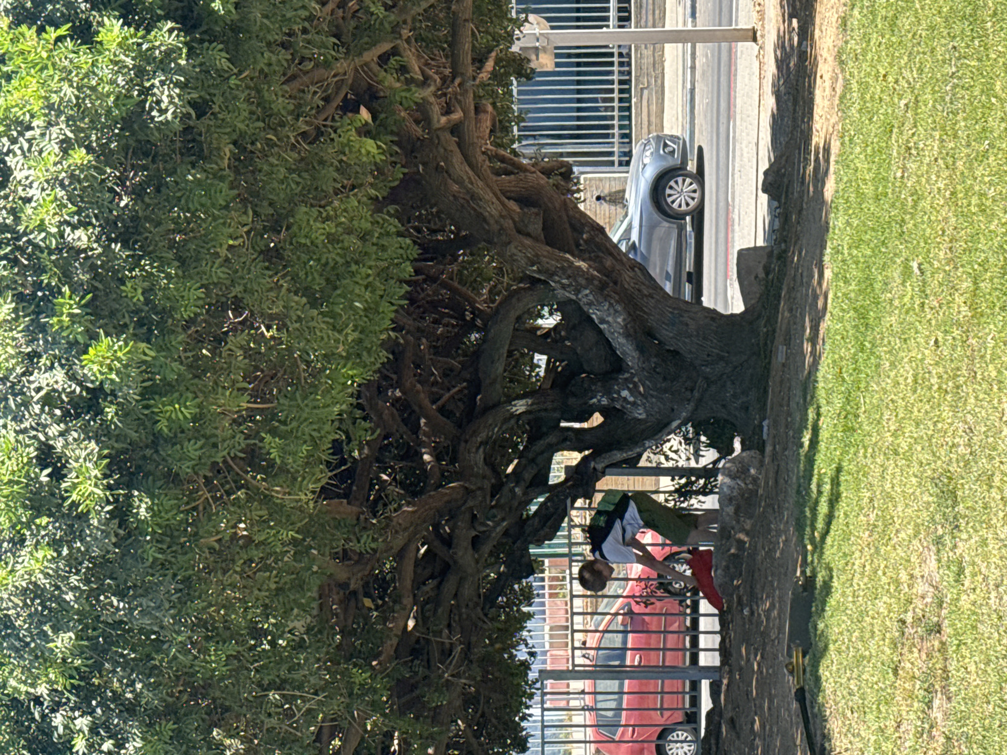 A person with blond hair, wearing a white t-shirt, green shorts, and a backpack, is bending down to pick up a red object from the ground near a large tree. The person is standing behind a metal fence. A red car is parked to the left of the person. A silver SUV is parked further down the street to the right. The scene is outdoors with a large tree providing shade. The ground is covered with dirt and grass in the foreground, and there is a paved road and sidewalk in the background.