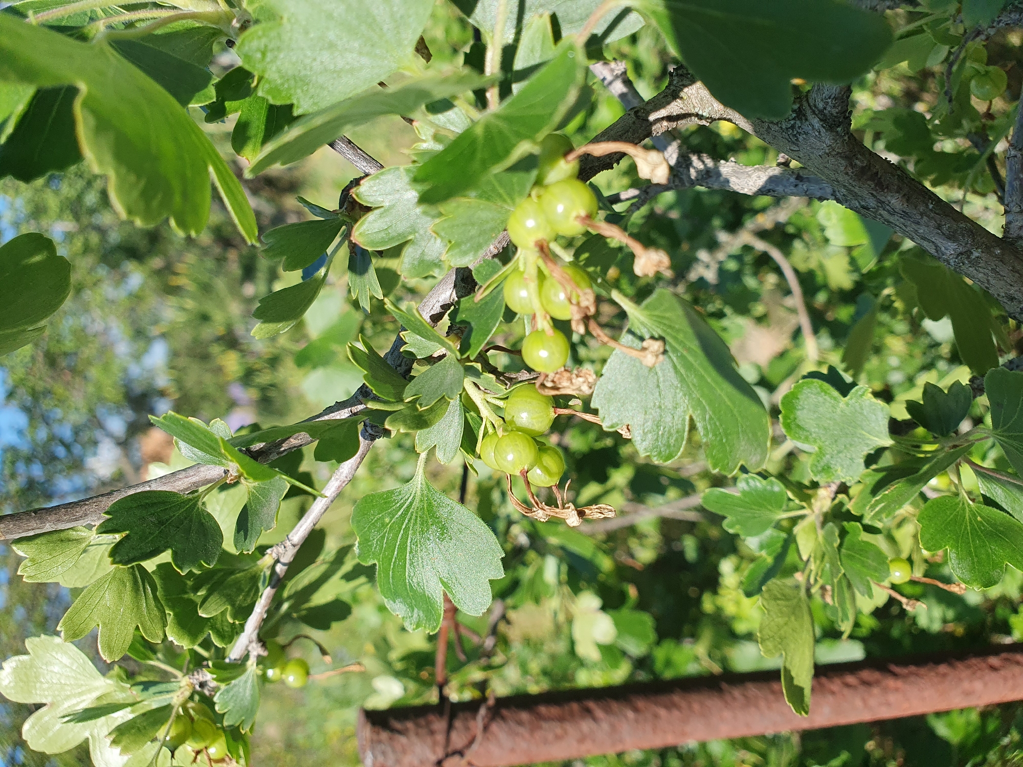 A close-up shot captures a branch of a green gooseberry bush laden with small, unripe green berries. The berries are clustered together, some still attached to their thin stems. The leaves of the bush are a vibrant green, with distinct lobed shapes and slightly serrated edges. Sunlight filters through the foliage, creating a dappled effect and highlighting the glossy surface of some leaves. In the background, out of focus, is a blurred scene of greenery and possibly other plants, suggesting an outdoor, natural setting. To the left of the frame, a rusted metal pole, likely a fence post, stands partially visible. The image appears to have been taken outdoors in Novoivanivka, Ukraine, on a bright day.