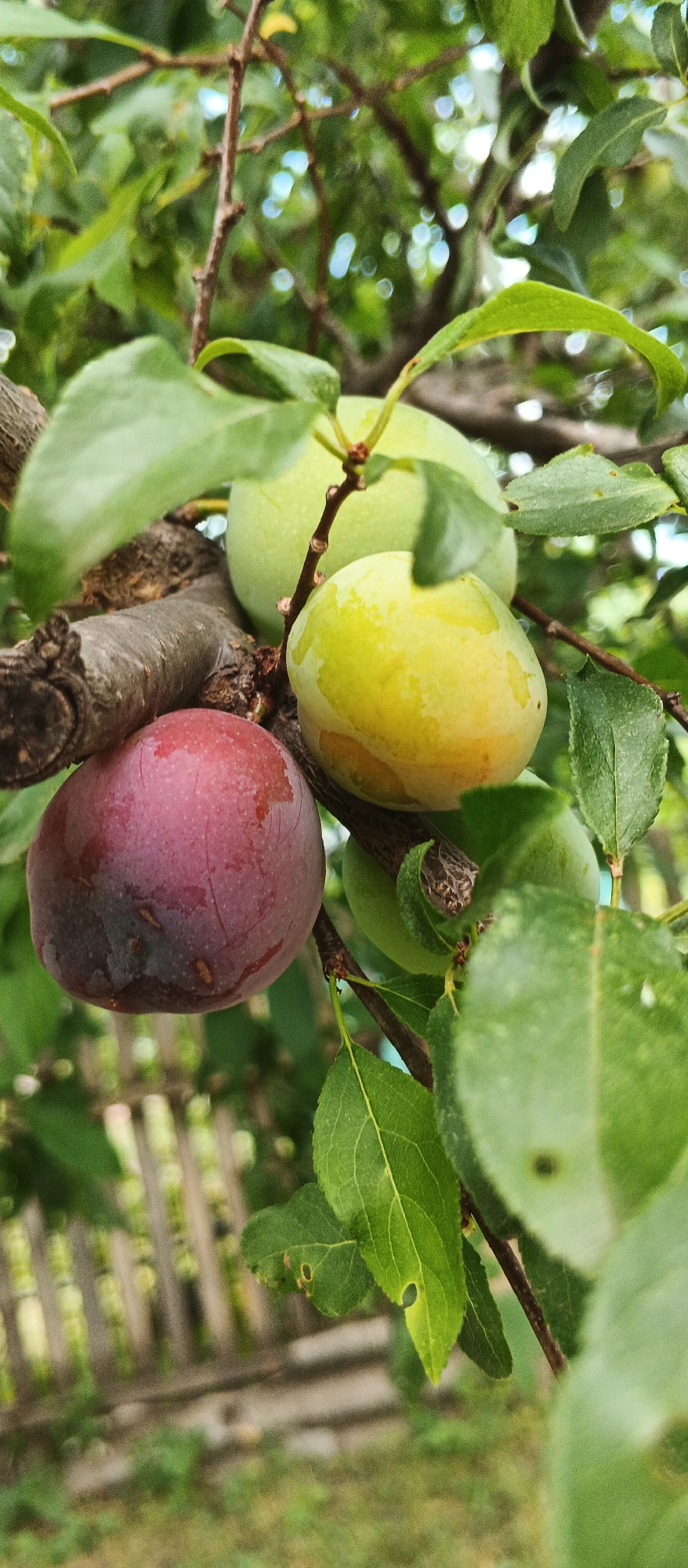 A close-up, vertical shot captures a plum branch laden with ripening fruit. In the foreground, a large, dark red plum is prominently displayed, its skin slightly wet, suggesting recent rain or dew. To its right, a lighter, yellowish-green plum is also visible, its surface smooth and taut. Behind these, several more plums, in various shades of green and yellow, are nestled among the leaves and branches. The background is a soft blur of green foliage, with hints of a wooden fence and dappled sunlight peeking through. The overall scene evokes a sense of natural abundance and the early stages of harvest, likely in a garden or orchard setting within Smila, Ukraine. There are no people or animals present in the image.