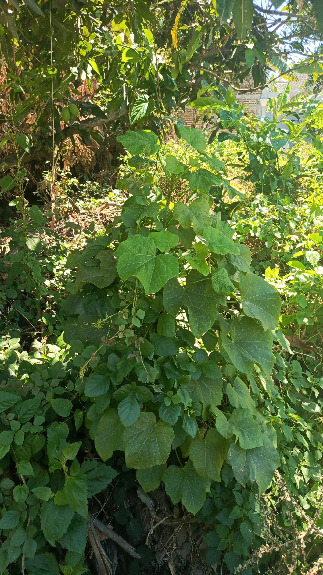 The image captures a dense, overgrown garden area in Kertosari, Indonesia, bathed in natural sunlight. The foreground is dominated by a large, leafy green plant with broad, lobed leaves. Smaller green plants and vines fill the lower half of the frame, creating a lush, natural carpet. In the mid-ground, larger trees with their branches and leaves are visible, casting dappled shadows. Behind the foliage, a brick structure with a white roof, possibly a building, can be glimpsed through the greenery, suggesting a residential or agricultural setting. The overall impression is one of abundant vegetation, typical of a tropical environment, with signs of human habitation in the background. There are no people or animals visible in the frame.