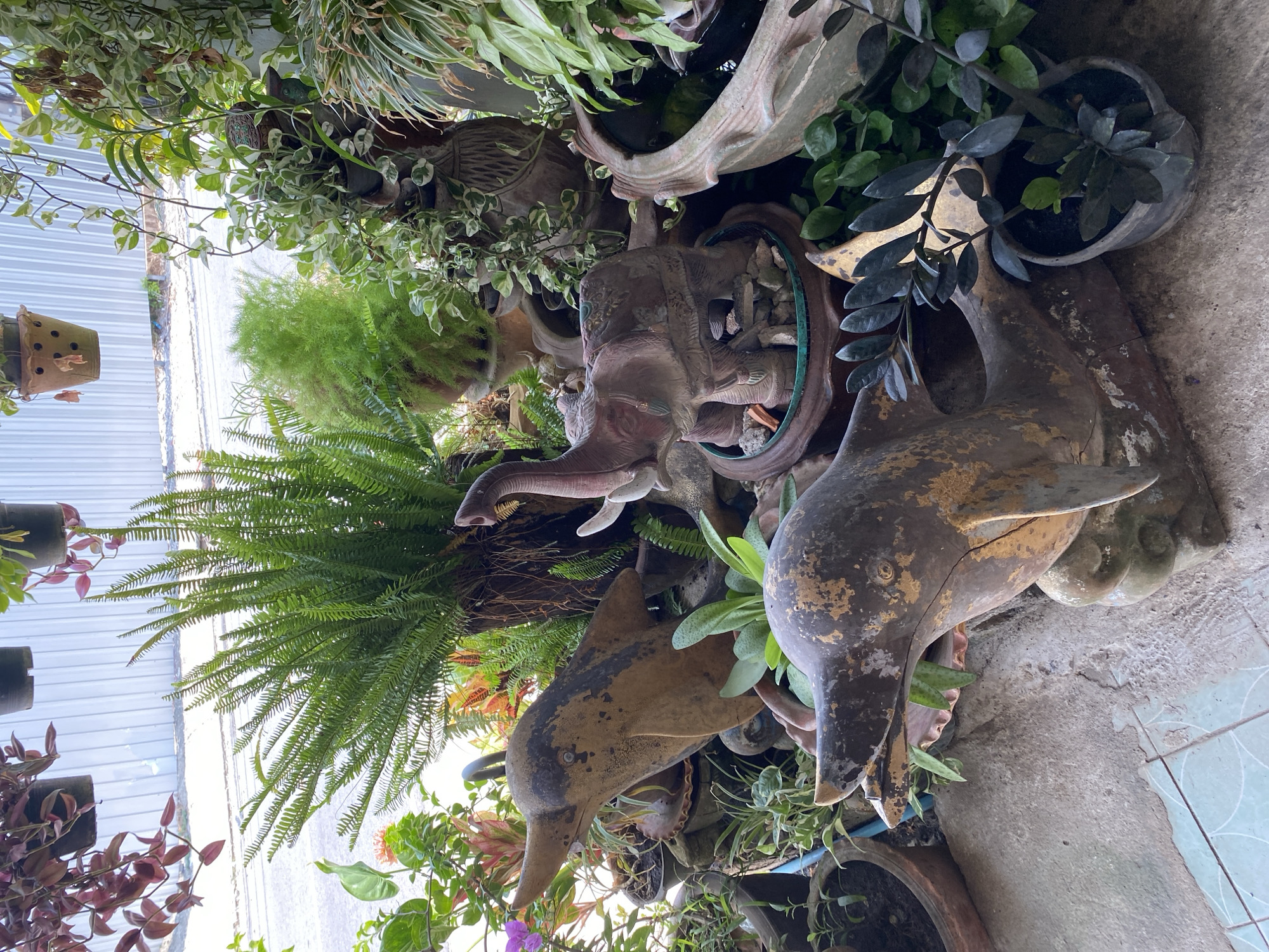 This media file captures a densely vegetated outdoor garden space, likely a patio or courtyard in Choeng Thale, Thailand. The scene is rich with various plants and weathered decorative elements, viewed under natural daylight.
Prominently featured are several garden statues, all exhibiting signs of age and weathering with chipped paint and cracks. Two dolphin statues, primarily brown with gold accents, are visible; one in the immediate foreground points downwards, while another is positioned further back. An elephant head statue, possibly part of a water feature given the green circular rim around its base, also stands among the foliage. Its trunk curves upwards, and its surface shows similar wear.
The garden is teeming with a variety of green plants. Lush ferns with long, feathery fronds are conspicuous, alongside variegated trailing plants with green and white leaves (possibly Pothos or similar). Other leafy green plants, including a delicate, airy variety resembling asparagus fern, and some plants with reddish-purple foliage, fill the ceramic pots and hanging planters throughout the space.
The ground consists of a concrete surface, with some light blue patterned tiles visible on the right side. In the background on the left, a light-colored corrugated metal fence or wall runs vertically. No people or specific activities are depicted; the image presents a static, decorative garden arrangement. There is no visible text.