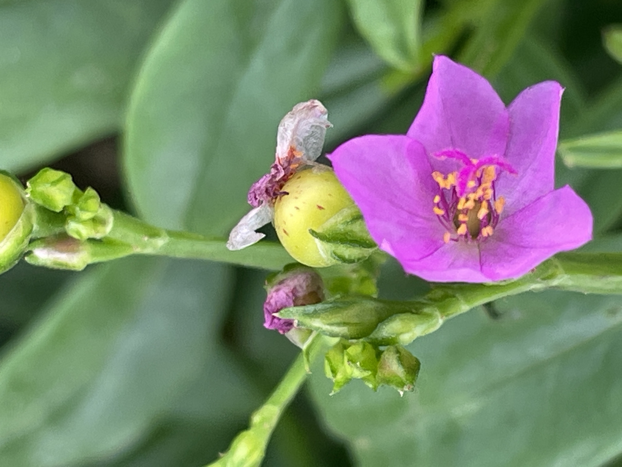 A close-up shot depicts a bright purple flower with yellow stamens on a green stem, alongside a green seed pod with remnants of a faded flower. The background is blurred green foliage. The image captures a moment of natural growth and decay. The city of Jos, Nigeria, is not identifiable from the image.