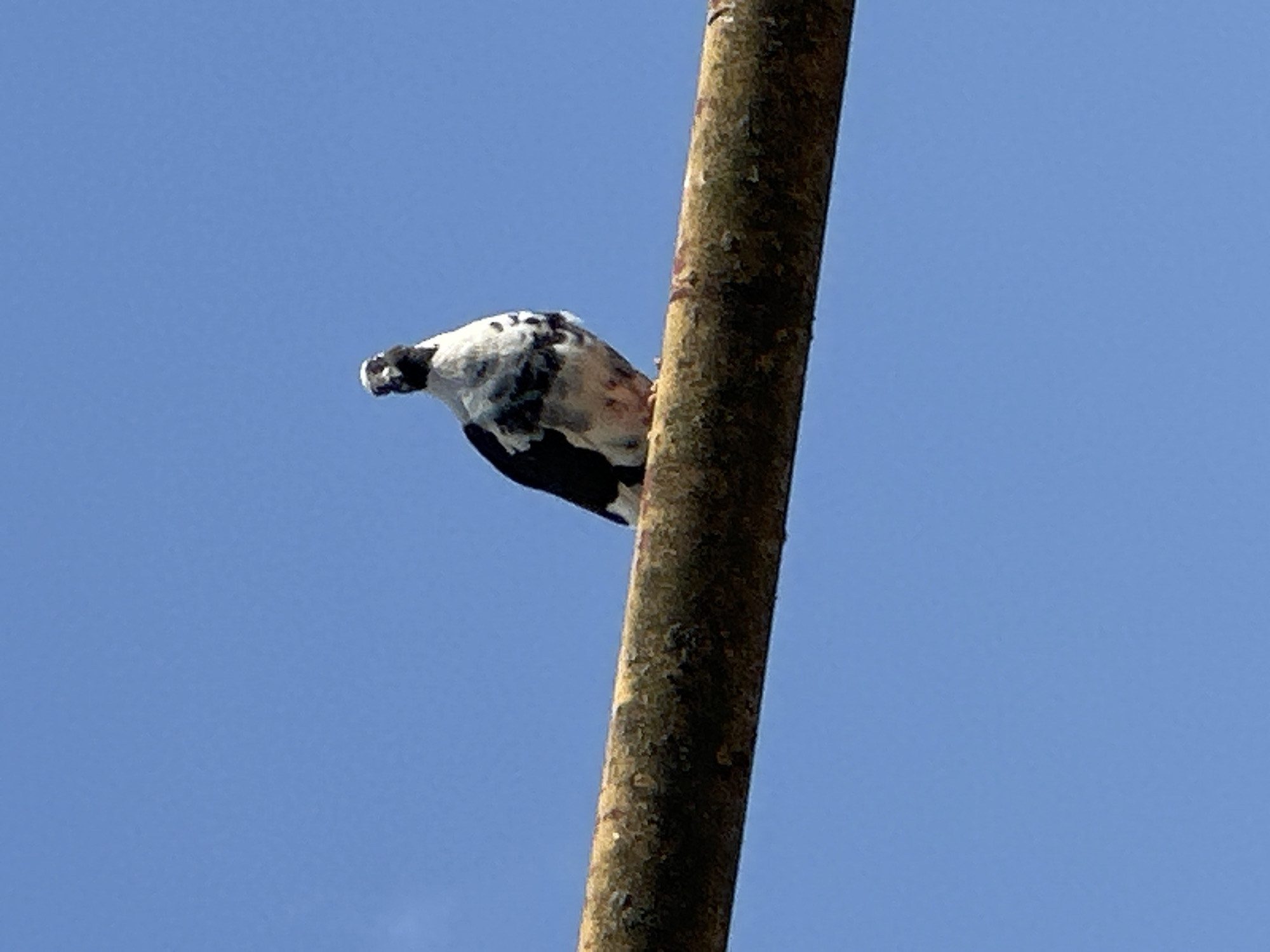 A solitary pigeon, with mottled black and white plumage, is perched on a weathered, horizontal wooden beam. The pigeon is facing left, with its head slightly turned towards the viewer. Its body is plump and its feathers appear somewhat ruffled. The wooden beam is textured with visible grain and appears to be aged, with some dark spots and a reddish-brown hue. The background is a clear, bright blue sky, devoid of clouds, suggesting an outdoor setting on a sunny day. The composition is simple, with the pigeon and the beam as the primary subjects against the vast expanse of the sky. There is no indication of any specific location within the city of Sochi, Russia, or any human presence.