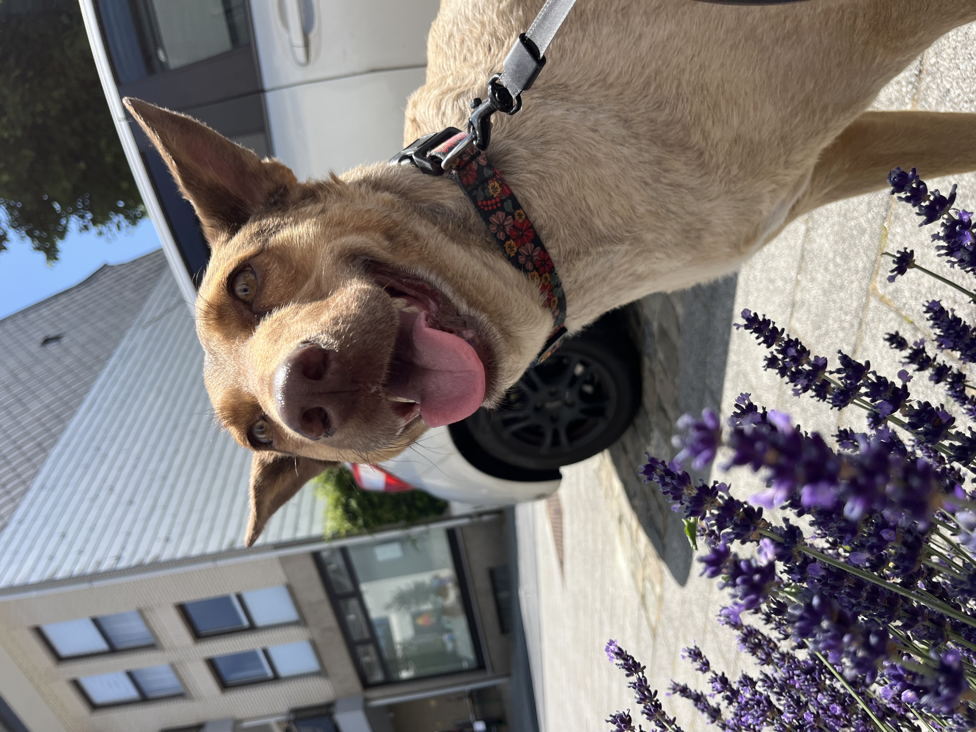 A tan dog with large ears and a dark nose is in focus in the foreground of this close-up, eye-level, outdoor photograph. The dog's mouth is open, its pink tongue is visible, and it appears to be panting. The dog is wearing a dark collar with a floral pattern of red, yellow, and white flowers, and a black leash is attached. Behind the dog, out of focus, are several stalks of lavender flowers. In the background, also out of focus, are a silver car, a building with multiple windows, and trees under a bright blue sky. The scene is set on a paved area.