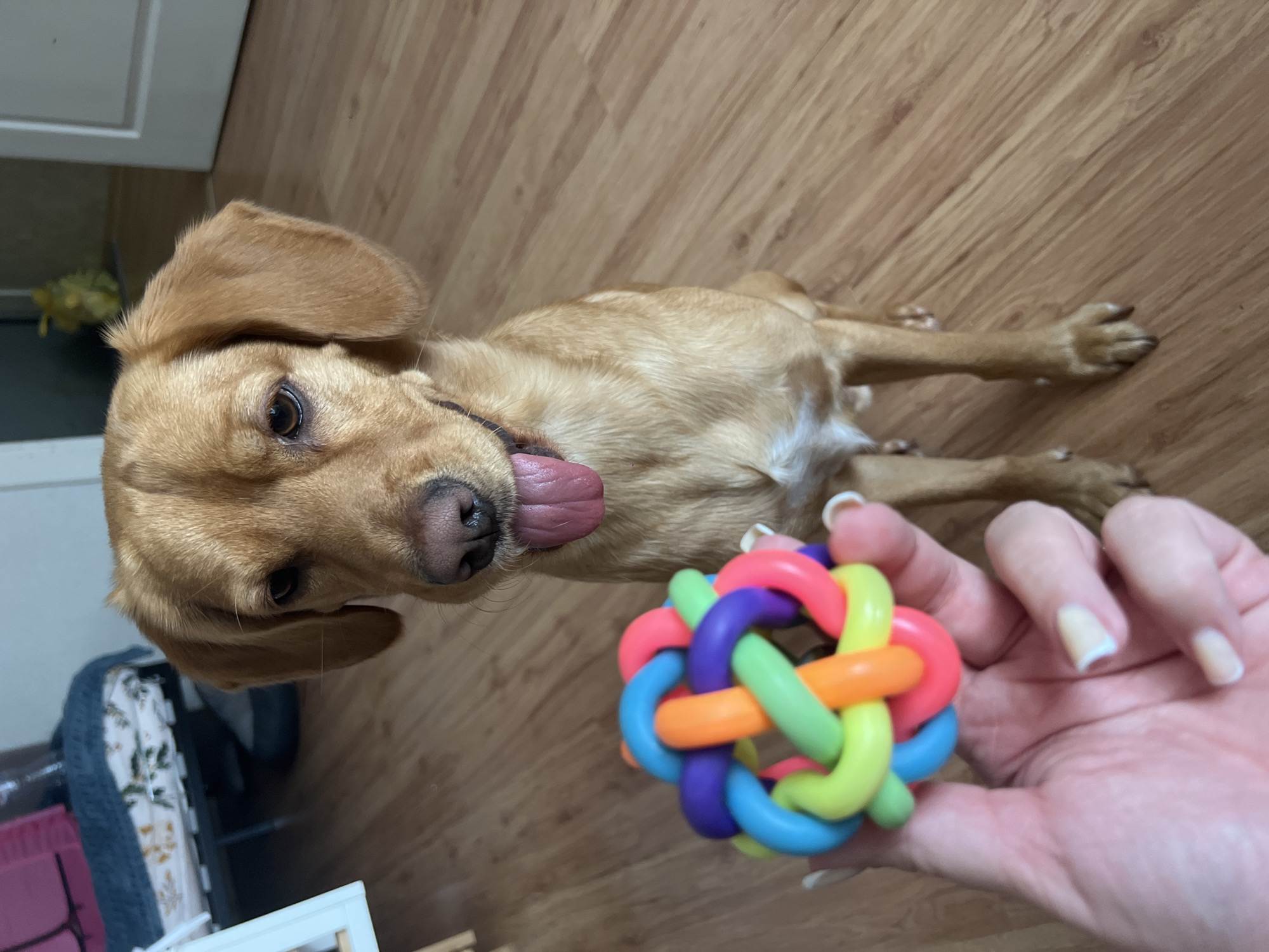 A medium-sized, light brown dog with floppy ears lies on a wooden floor. Its tongue is lolling out. A human hand holds a colorful, interwoven plastic ball in the foreground. The environment suggests an interior setting. The location is unknown and cannot be determined from the image.