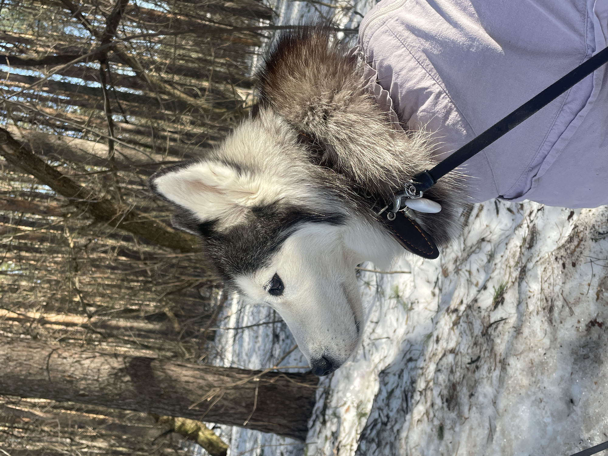 A medium-close shot depicts a husky dog on a leash, partially within the frame, outdoors in a snowy, wooded area. The dog is primarily white with black markings on its head, ears, and muzzle. It has a black leather collar with a metal buckle and tag. The leash, which is black, extends from the collar and is held by a person whose body is partially visible in the upper-right of the frame. This person wears a lilac jacket. The background features a dense pine forest and snow-covered ground with bare patches of soil visible.
The city of Izhevsk, Russia is not discernible within the scene.