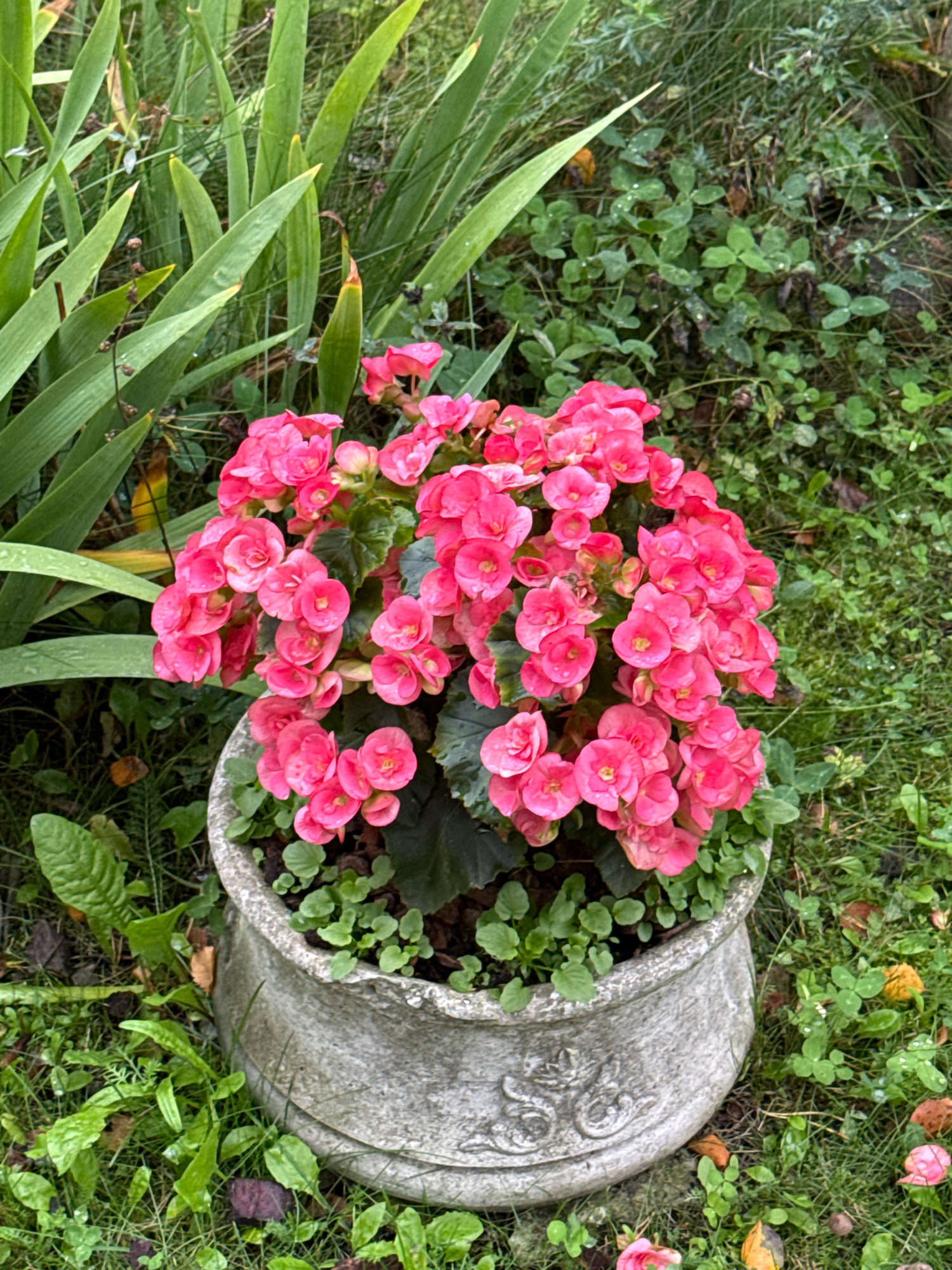 A close-up, eye-level shot shows a stone planter filled with vibrant pink begonias. The planter is gray and has a decorative embossed pattern around its rim. The flowers are clustered together, with some water droplets visible on their petals, suggesting recent rain. Surrounding the planter, the ground is covered in green grass, clover, and fallen leaves. Tall, green, sword-like leaves from another plant are visible to the left of the planter. The overall scene appears to be an outdoor garden setting, likely in a residential or public garden space within Tallinn, Estonia, given the context. No people are present in the image.