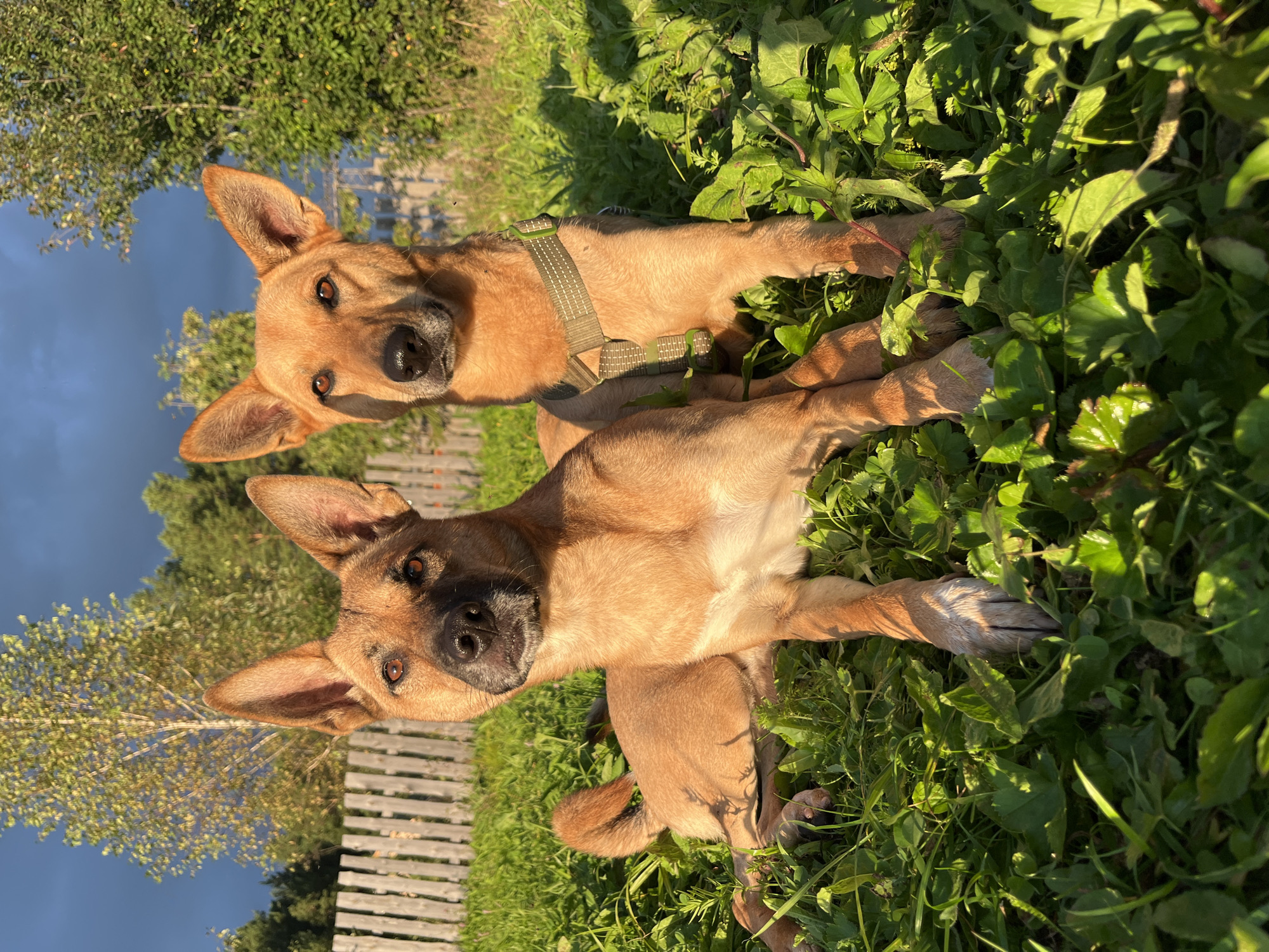 Two light brown dogs are lying in green grass. The dog on the left is lying on its side, and the dog on the right is sitting up. Both dogs are looking at the camera. In the background, there is a wooden fence, trees, and a cloudy sky. The scene is outdoors and appears to be in a rural area. There is no indication of the city of Nizhny Tagil, Russia.