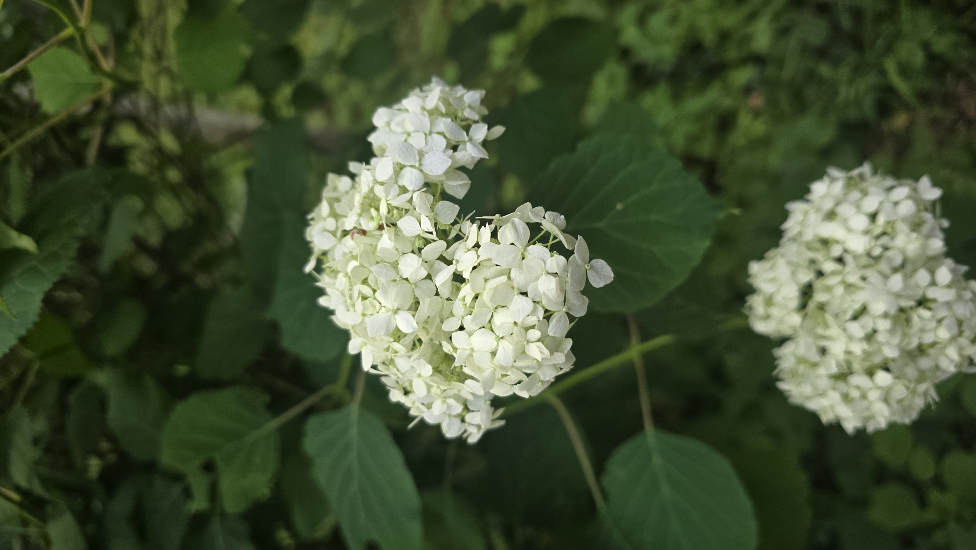 In Il’inskiy, Russia, a close-up, vertical shot captures a cluster of white hydrangeas in focus against a blurred background of green foliage. The hydrangeas are composed of numerous small, delicate petals forming a rounded, full bloom. Some petals appear slightly curled, and a few tiny brown specks are visible within the white clusters. A second, out-of-focus cluster of white hydrangeas is visible in the lower portion of the frame, also against a dark green, leafy backdrop. The lighting suggests it is daytime, with soft illumination highlighting the flowers. The scene is natural, likely in a garden or park setting.