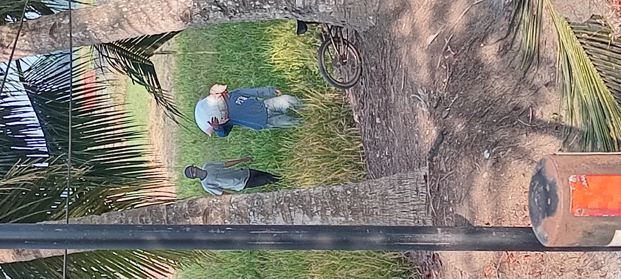 In Sindangwangi, Indonesia, two individuals are depicted in a grassy, outdoor environment, possibly a field. The person on the right, wearing a blue sweatshirt and light-colored pants, carries a large, white sack over their right shoulder. The person on the left, wearing a light gray t-shirt and dark pants, walks behind and to the left of the first individual, with a dark cap and a face covering. A bicycle is partially visible on the right side of the image, leaning against a palm tree trunk. The foreground includes a dark, cylindrical object, possibly a marker or post, with red and white markings. Tall palm trees with fronds are prominent on both the left and right sides, framing the scene. The background features green vegetation and a red structure in the distance.