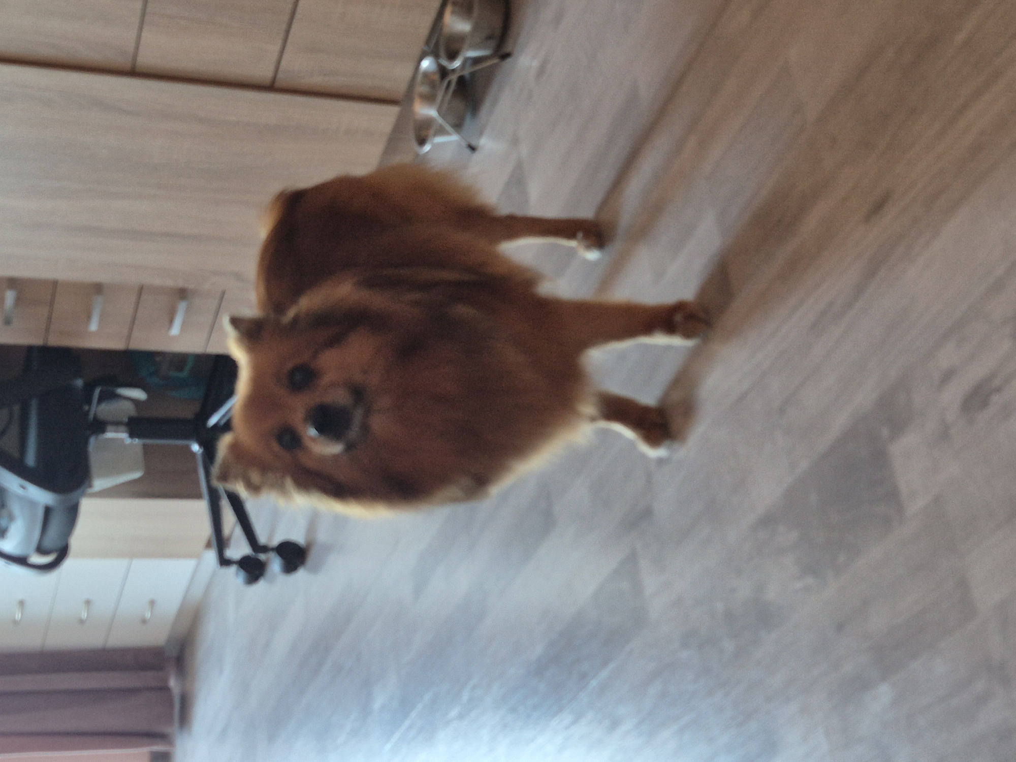 A medium-shot, slightly blurry, indoor photograph shows a medium-sized, fluffy, tan dog standing on a light-colored wooden floor. The dog is facing the camera, with its head slightly tilted. Its fur is thickest around its neck and chest. Behind the dog, to the left, is a partial view of a light-colored dresser with three drawers and a dark office chair with wheels. To the right of the dog are two silver pet bowls on a stand. The background wall is made of light wood paneling with horizontal lines. The lighting appears to be from overhead. There is no indication of the city of Burgas, Bulgaria.