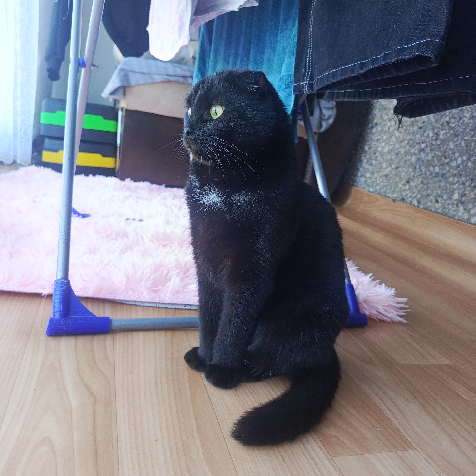 A black cat with yellow eyes is sitting upright on a light brown wooden floor. It has a small patch of white fur on its chest. Behind the cat, there is a blue and gray clothes drying rack. Clothes are hanging on the rack. A pink fluffy rug is on the floor near the drying rack. Behind the rug, there are some exercise steps, a dark brown box, and a window. The location is in the city of Марковский, Russia.