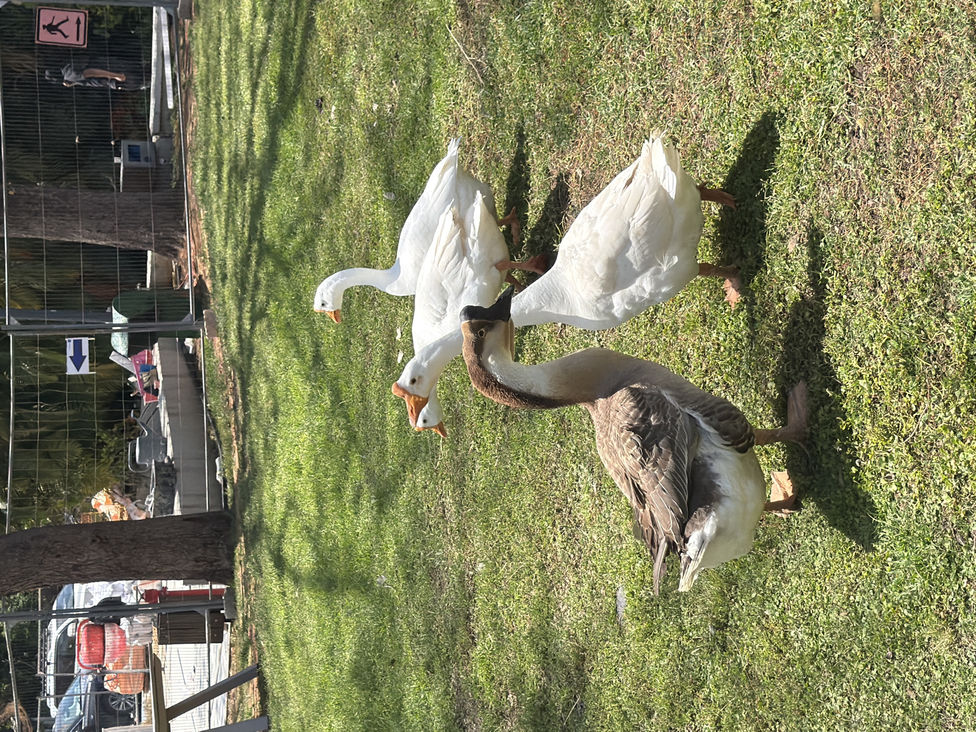 The image displays three geese on a vibrant green lawn under bright, clear sunlight, casting distinct shadows. In the foreground and midground, two white geese with orange beaks are positioned close together, with their heads almost touching, suggesting interaction or nuzzling. One of these white geese has its back partially turned to the viewer. A third goose, featuring brown and white plumage with a characteristic brown neck and a prominent knob on its beak, stands slightly to the right, looking towards the other two.
Behind the geese, a tall metal fence separates the grassy area from what appears to be an urban or construction zone. On the left side of the fence, a black and white sign depicting a walking person (a common pedestrian sign) is visible, along with a white arrow pointing downwards. Partially obscured behind the fence, a person can be seen, along with some equipment resembling a monitor or screen. Further to the right along the fence line, a large tree trunk is visible. Beyond the fence, details suggest a construction site or urban area, including red buckets, other construction materials, and a partial view of a car. The bright sunlight and shadows indicate it is likely midday or early afternoon. The scene appears to be an urban park or green space adjacent to an area of development or activity, aligning with the provided context of Tel Aviv, Israel.