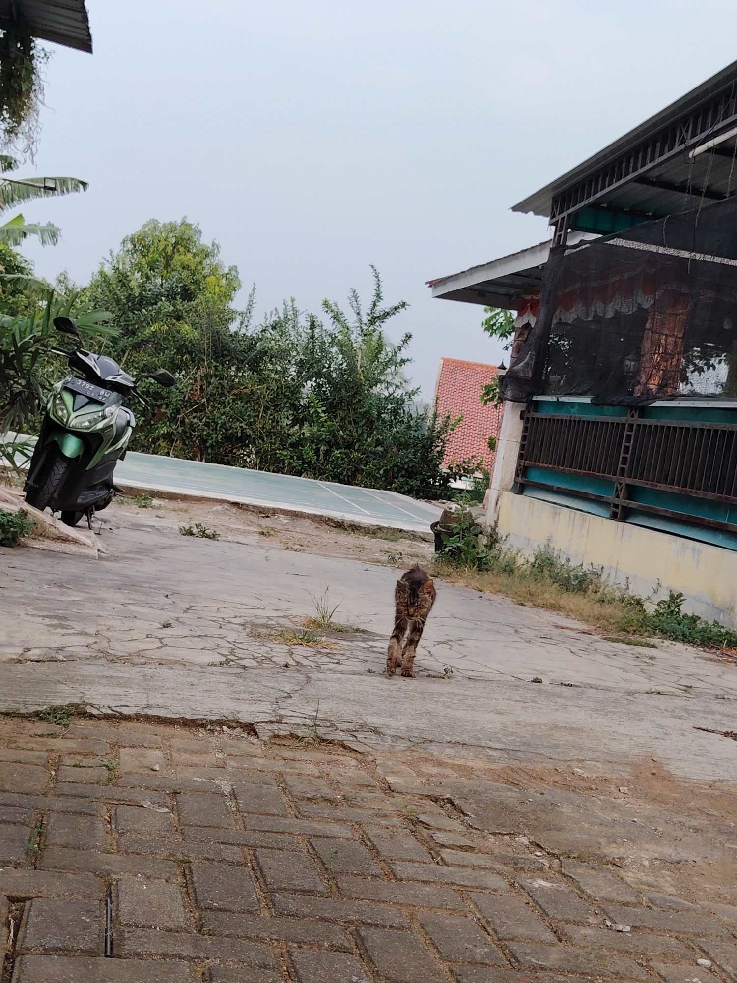 A tabby cat walks on a cracked concrete pathway in front of a residential building. The cat is facing towards the camera, with its tail held high. The building has a tin roof and is partially covered with a black net. A green motorcycle is parked on the left side of the image. In the background, there are trees and a red-tiled roof. The sky is overcast. The scene appears to be in an urban or suburban setting in Semarang, Indonesia, based on the architecture and vegetation.