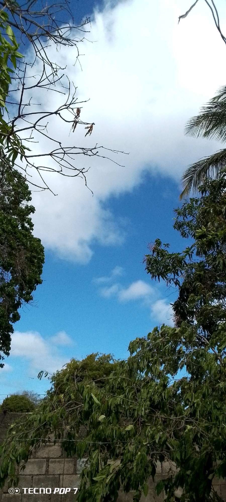 This is a vertical, eye-level shot of a bright blue sky with scattered white clouds, framed by the branches of trees. In the foreground, a dense canopy of green leaves from several trees fills the bottom and sides of the frame. To the left, a bare tree branch with a few dried leaves extends into the sky. On the right, a palm frond is visible at the top. A concrete block wall runs along the bottom edge of the image, with barbed wire strung across it. The text "TECNO POP 7" is visible in the bottom left corner, indicating the device used to capture the image. The scene appears to be outdoors, possibly in a residential area given the wall and presence of trees. There are no people visible in the image. The location is Altagracia, Venezuela.