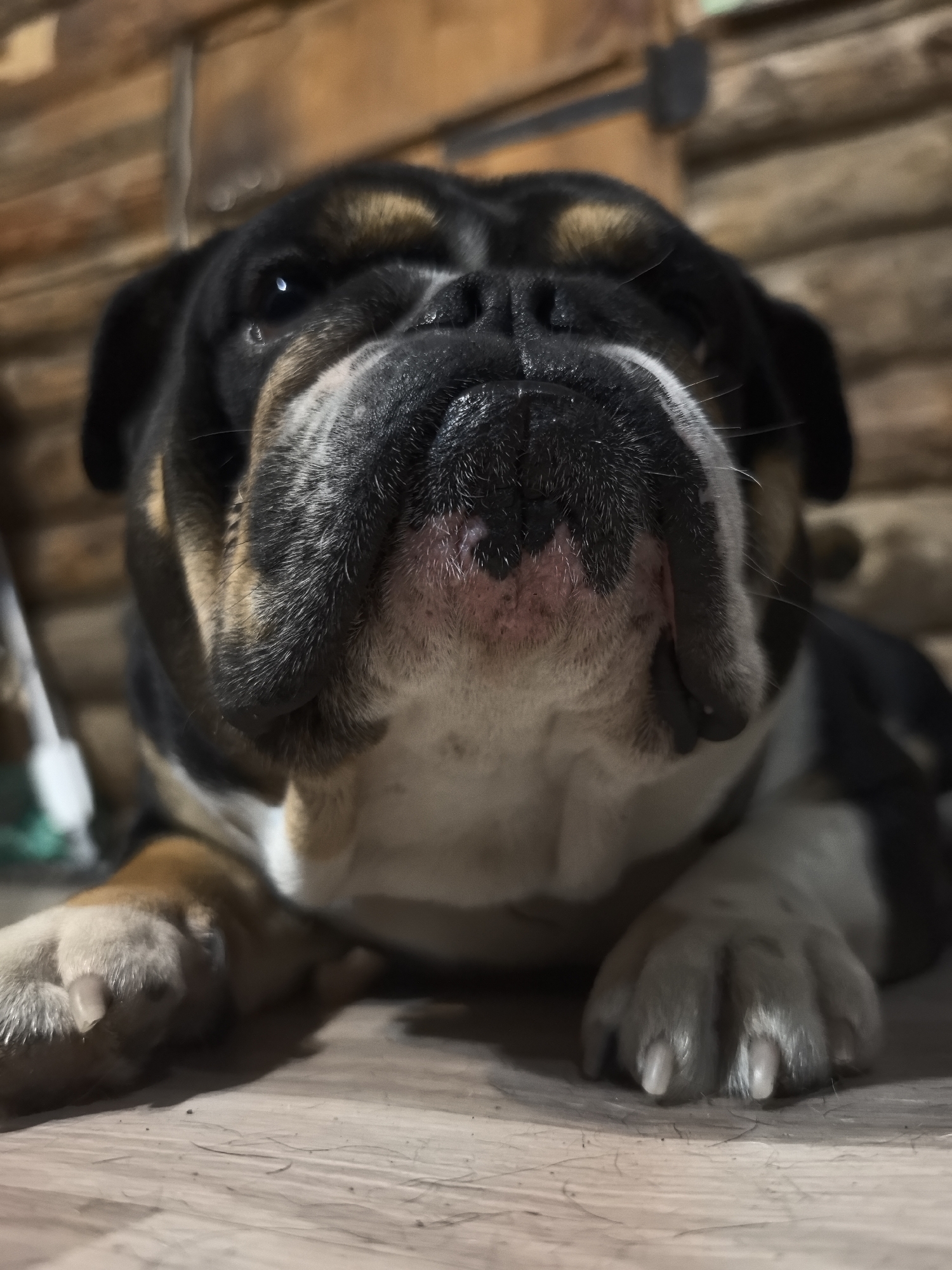 The image shows a close-up, low-angle, indoor shot of a tri-color bulldog lying down. The dog's face, particularly its muzzle and paws, are in focus. The background consists of wooden planks, suggesting an interior setting such as a home. The lighting is dim, creating a slightly blurred effect on the background elements and highlighting the texture of the dog's fur and skin. The dog's fur is black, white, and tan. The dog's paws are visible in the foreground, resting on a wooden floor. There is no indication of the dog being in Noviy, Russia, or any specific city.