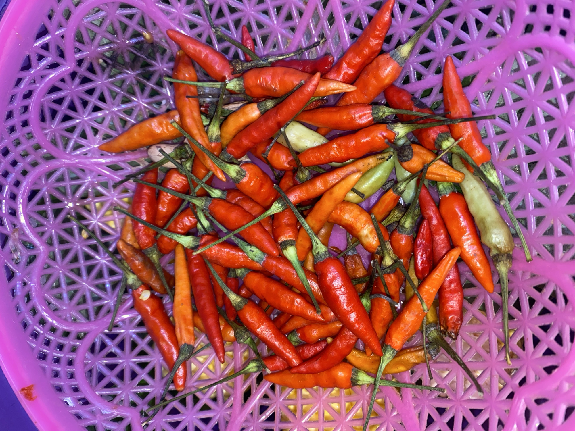 A close-up, overhead shot shows a pink plastic basket filled with a variety of small, colorful chili peppers. The peppers range in color from bright red to deep orange, with some appearing a lighter yellow or green. They are clustered together, with their stems pointing in various directions. The basket itself has a decorative, heart-shaped pattern in its design, and the weave of the plastic is visible beneath the peppers. The overall scene is brightly lit, suggesting it might be an indoor setting or a well-lit outdoor space. The location is not specified as Ta', Indonesia.