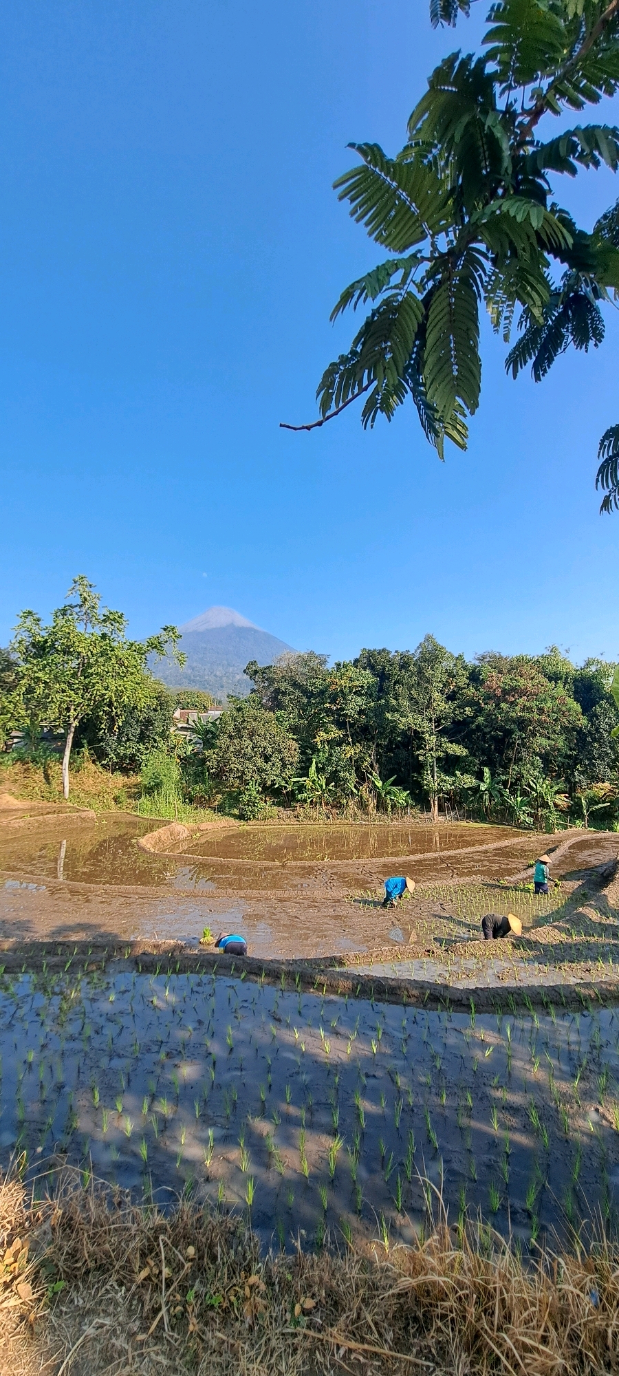 The image captures a serene rural landscape in Sumber Suko, Indonesia, under a clear blue sky. In the foreground, newly planted rice seedlings stand in flooded paddies, with dry grass bordering the immediate edge. Several farmers, clad in conical hats and blue or dark attire, are actively engaged in transplanting rice in the larger, muddy paddies further back. One farmer is bent over, planting seedlings, while others are working in various positions across the field. Beyond the rice paddies, a dense line of lush green trees creates a verdant backdrop. In the distance, a majestic mountain, partially shrouded in a light mist, rises prominently against the horizon. The overall scene depicts a tranquil agricultural setting and the daily life of the local farmers.