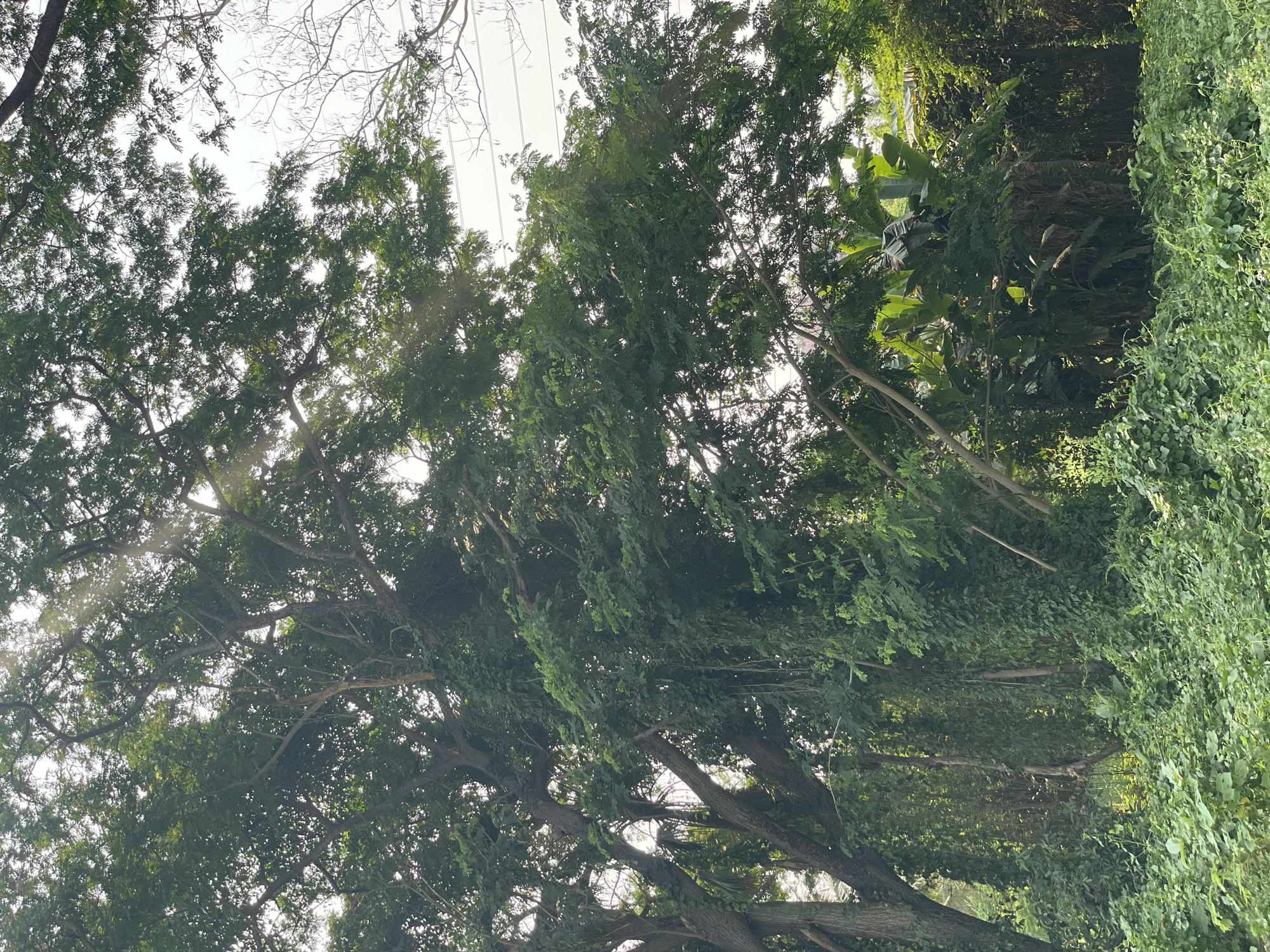 The image shows a view looking up at a dense canopy of trees in Fa Ham, Thailand. The leaves are primarily green, with variations in shade and texture. Sunlight filters through the foliage, creating bright patches and shadows. There are some bare branches visible against the bright sky, along with utility wires. The trunk of one of the trees is visible at the bottom of the frame, covered in vines and foliage. On the right side of the image, a dense green wall of vegetation is prominent.