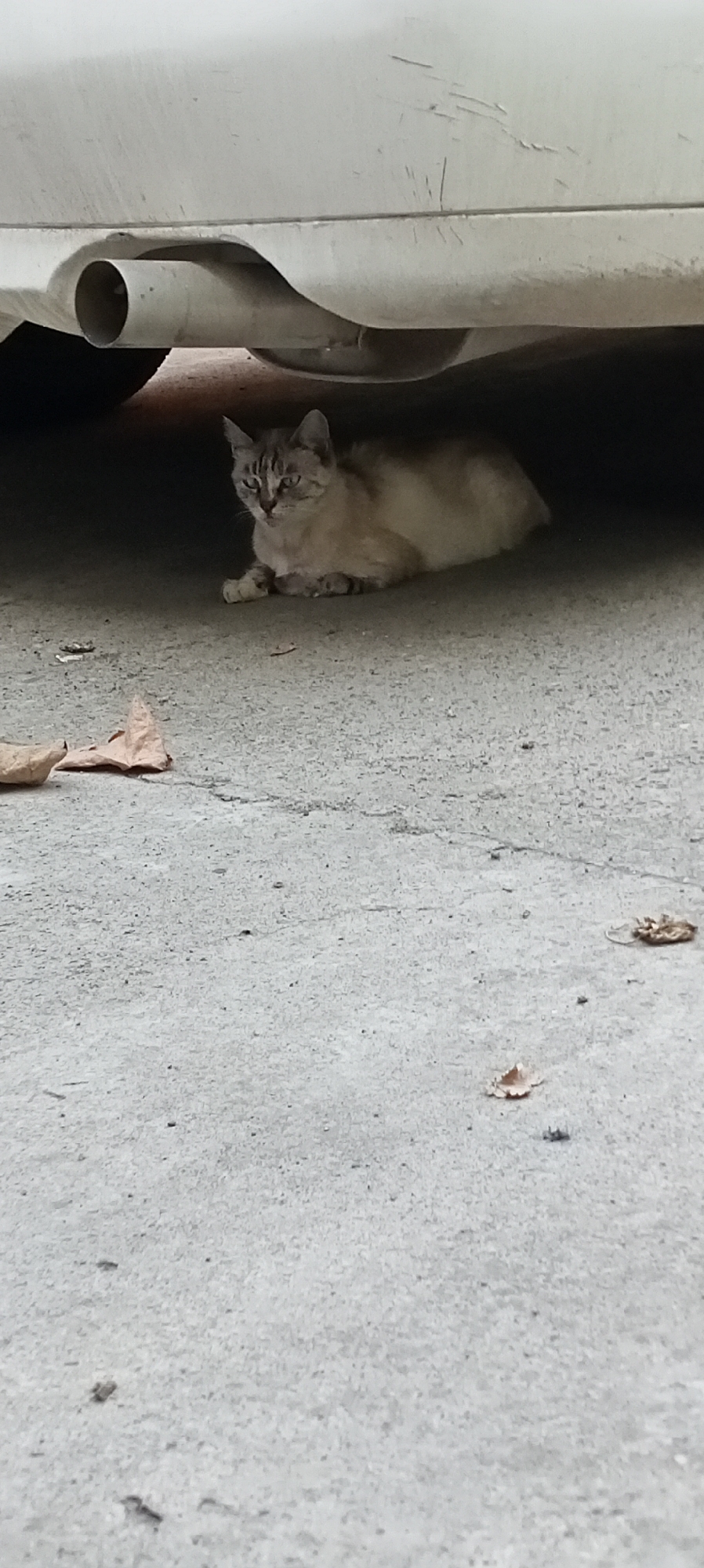 In Sokuluk, Kyrgyzstan, a light-colored cat with tabby markings is resting on a concrete surface beneath the undercarriage of a white vehicle. The cat is lying down, with its front paws tucked beneath its body and its tail extended. Its eyes are open, and it appears alert. The vehicle's exhaust pipe is visible to the left of the cat. The concrete ground is worn and cracked in places, with a few dry leaves scattered around. The scene is overcast, with the vehicle casting a shadow over the cat and the ground.