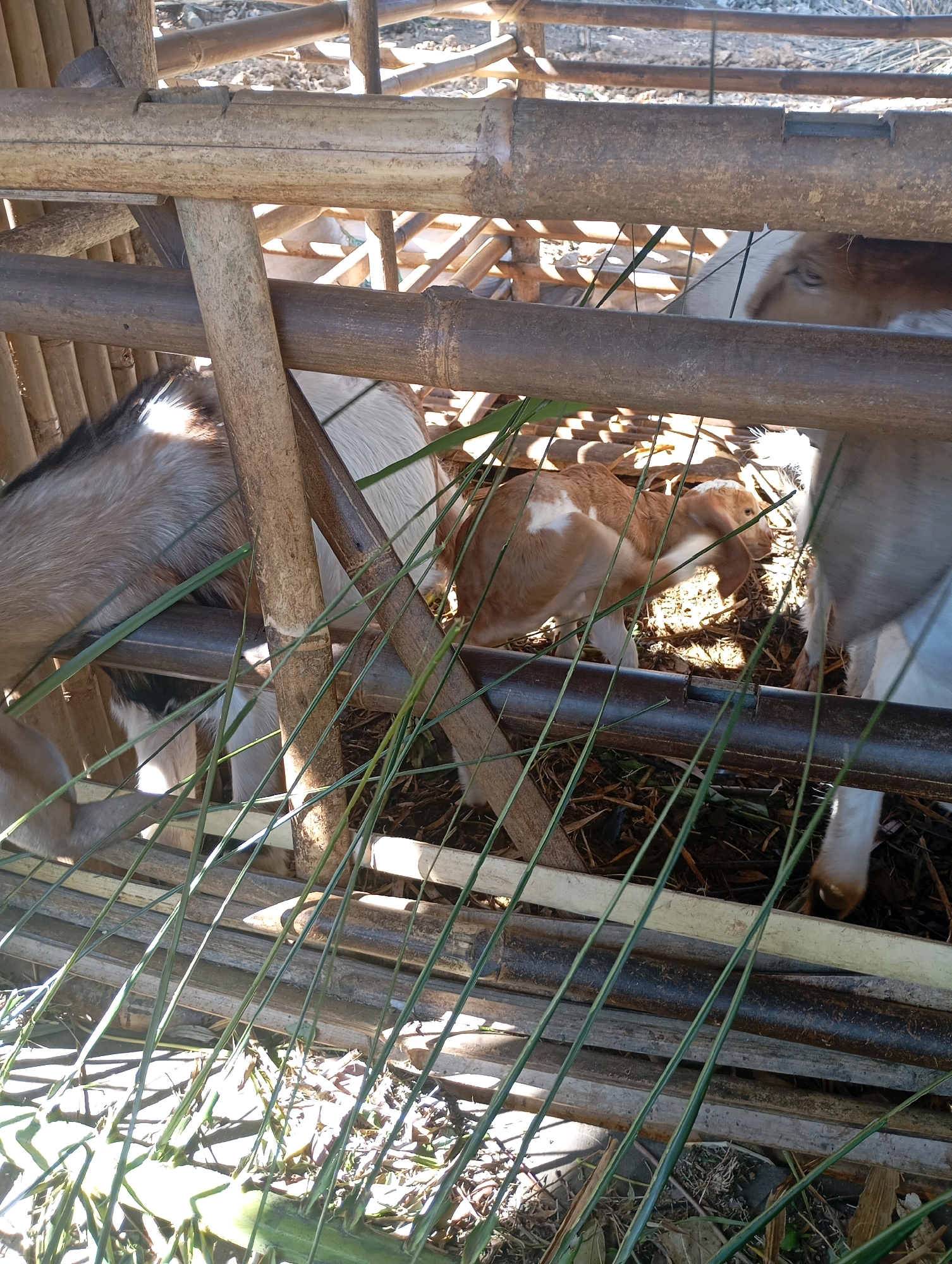 In Ketepung, Indonesia, three goats are visible in a bamboo enclosure. The goats are a mix of light brown and white, with one particularly young-looking goat in the center. The enclosure is constructed from bamboo poles and slats, with dry leaves and straw on the ground. Green grass is being fed to the goats, with several stalks visible in the foreground. Sunlight filters through the enclosure, creating shadows on the ground.