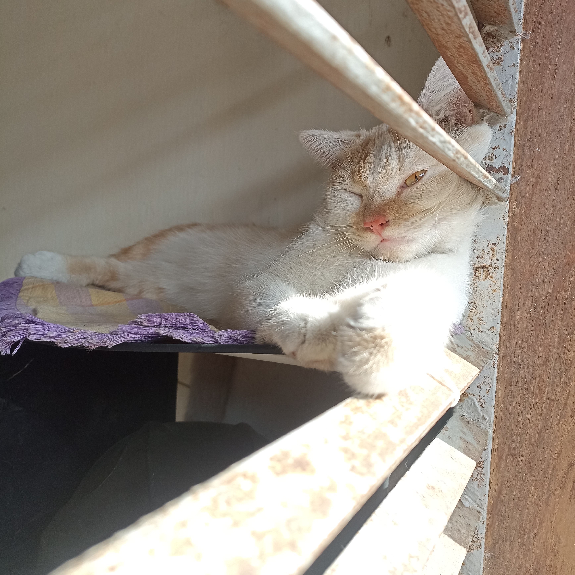 A light-colored cat with orange markings rests on a shelf in what appears to be an outdoor or semi-outdoor setting. The cat is lying down, with its front paws crossed and its head resting on them. One eye is partially open, revealing a yellow iris, while the other is closed. The cat's fur is fluffy, and its nose is pink. It is positioned on a small, purple-fringed cloth or mat. Behind the cat is a wall, and in front of it, there are several horizontal wooden or metal bars, which cast shadows. Sunlight is visible, creating bright highlights on the cat's fur and the surrounding surfaces. The overall environment suggests a quiet, possibly domestic, space within Magelang, Indonesia, where the cat is enjoying a moment of rest bathed in sunlight.