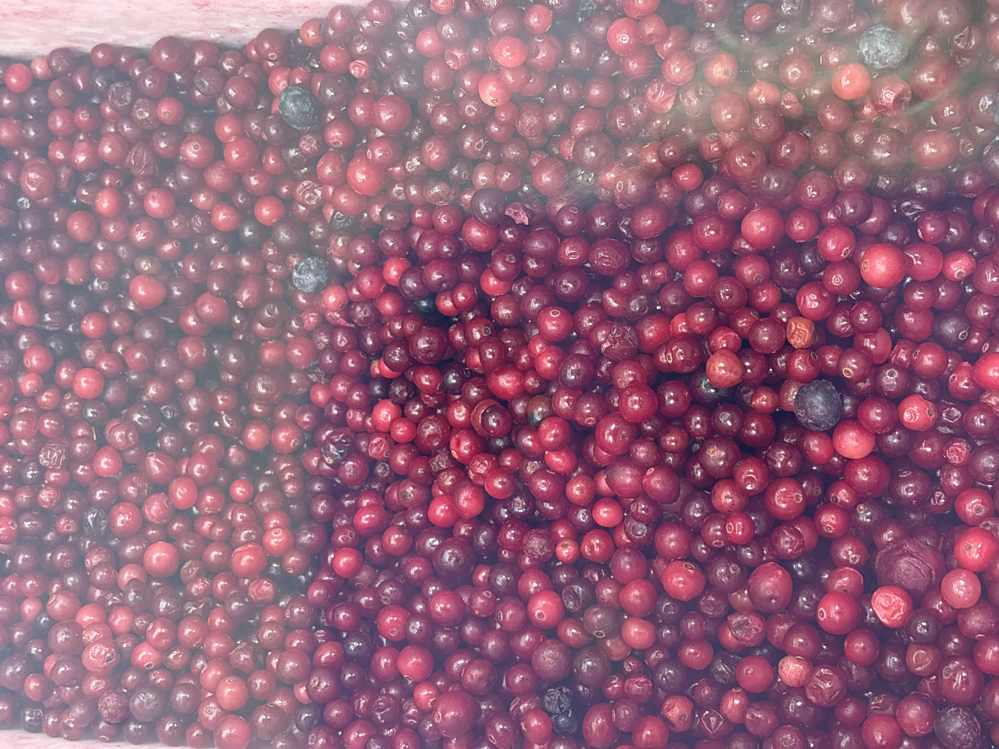 The image shows a dense collection of cranberries, filling the frame. The cranberries are primarily red, with variations in shade and some darker berries interspersed. There are also a few blueberries scattered among the cranberries. The image is slightly blurred, particularly towards the left side. The scene is not readily identifiable to a specific location in Minsk, Belarus.