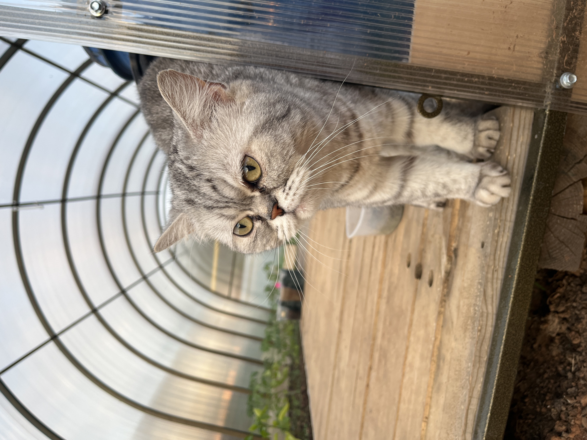 A domestic shorthair cat with gray tabby markings is positioned on a light-colored wooden surface inside a greenhouse structure. The cat is looking at the viewer with light green eyes. The greenhouse has a translucent curved roof made of panels. Vegetation is visible through the lower portion of the greenhouse walls. The exact location within Chaikovsky, Russia is not discernible from the image.
