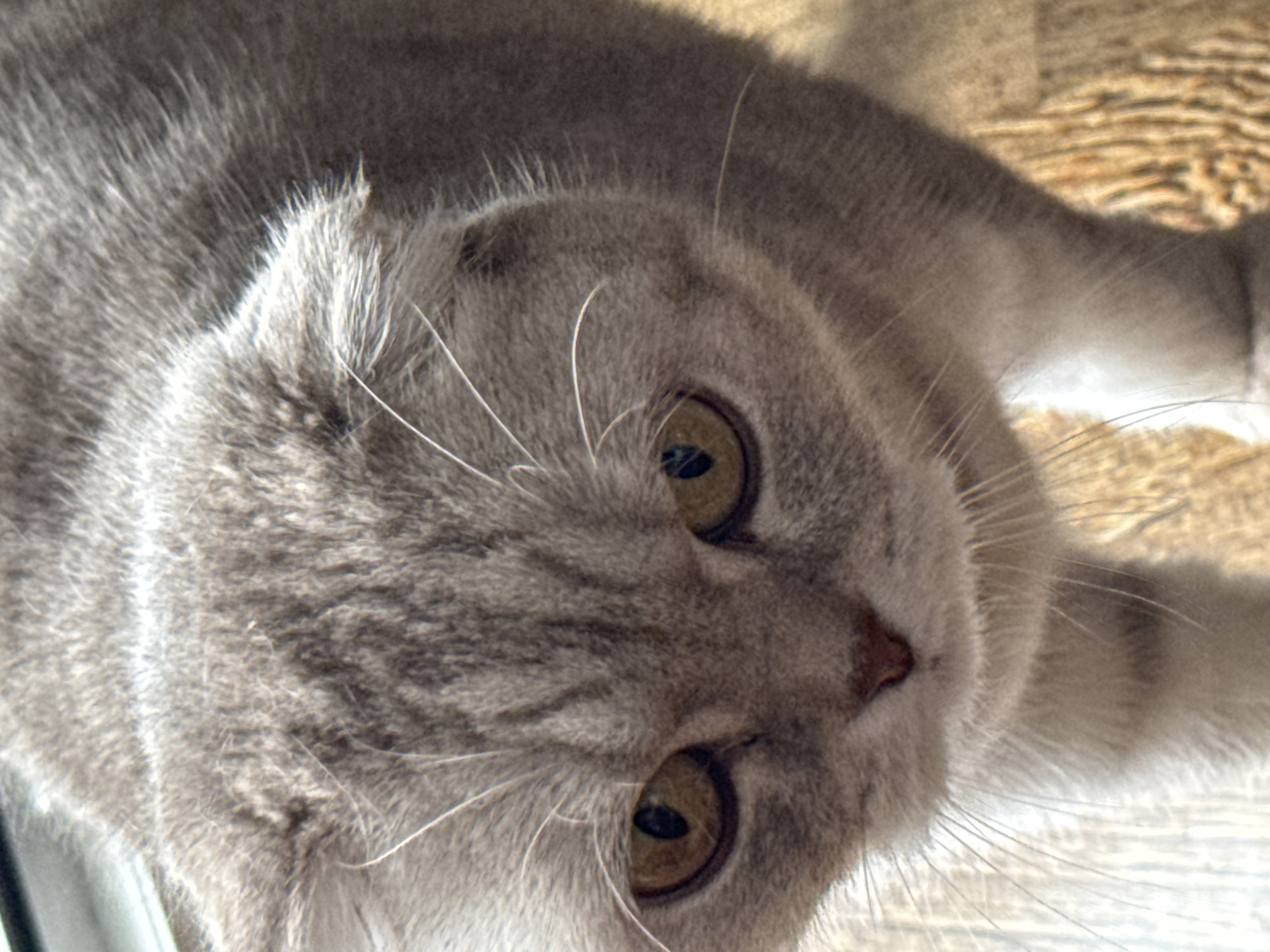 A gray, short-haired cat with golden eyes lies on a light brown wood-grain surface. The cat's head is tilted towards the camera.