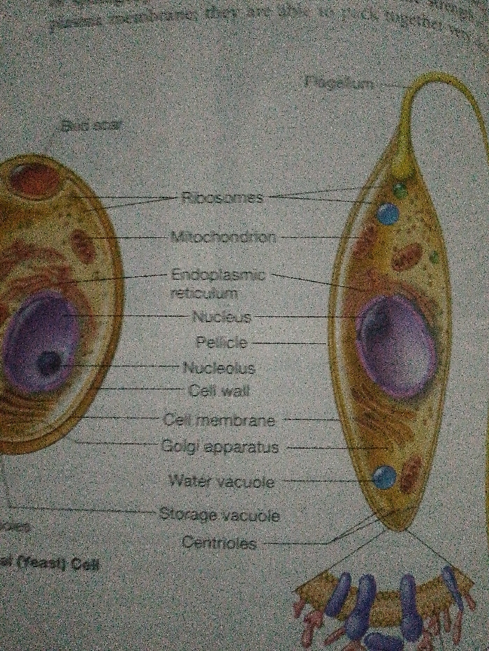 The image shows two types of cells, labeled as "Yeast Cell" and another unspecified cell. Various cell components are identified with lines pointing to them. These include ribosomes, mitochondria, endoplasmic reticulum, nucleus, pellicle, nucleolus, cell wall, cell membrane, Golgi apparatus, water vacuole, storage vacuole, and centrioles. The Yeast cell has a bud scar. The other cell has a flagellum.