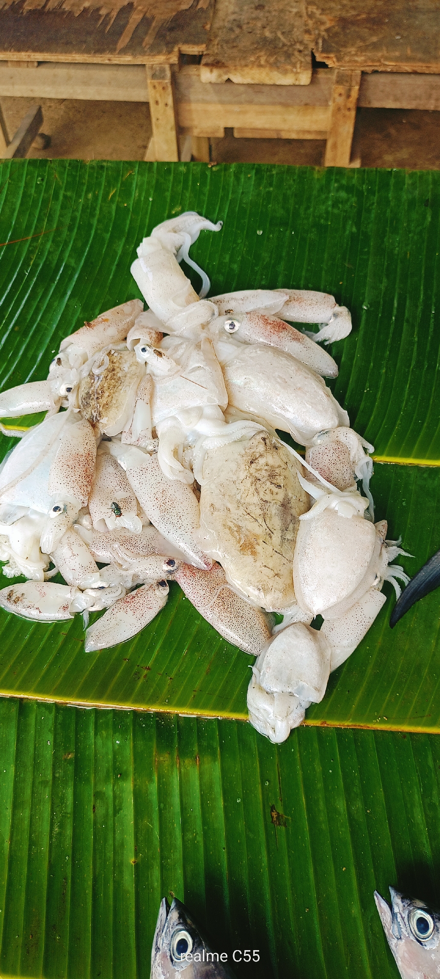 The image displays a quantity of raw squid and fish parts laid out on a large, green banana leaf, situated in Lhokseumawe, Indonesia. The central subjects consist of numerous small, pale-bodied squid, many exhibiting reddish-brown chromatophores and some with darker, discolored areas or adhering material. Multiple small flies are present on the squid. The squid are piled on a vibrant green banana leaf, characterized by prominent parallel veins and a moist surface. In the foreground, parts of at least two fish are visible: one silver-bodied fish head with a visible eye is positioned in the lower left corner, and a similar fish head is in the lower right corner. A dark fin or tail belonging to another fish is partially observable to the far right, behind the squid. The background is a blurred composition of light-colored, weathered wooden planks, consistent with a rustic table or market stall. A "realme C55" watermark is located at the bottom center of the image. No human individuals are visible in the scene.