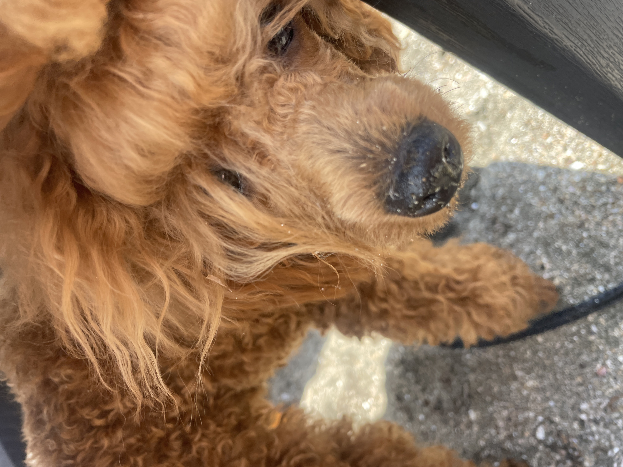 The image shows a close-up of a brown poodle dog's face. The dog is looking down, and its fur appears somewhat disheveled, with some dirt or sand on its snout. The background is blurred, but it appears to be an outdoor setting with a ground surface that looks like pavement or sand with small stones. The lighting suggests it is daytime. The image does not contain any identifiable landmarks or contextual information that would place it specifically within Burgas, Bulgaria.