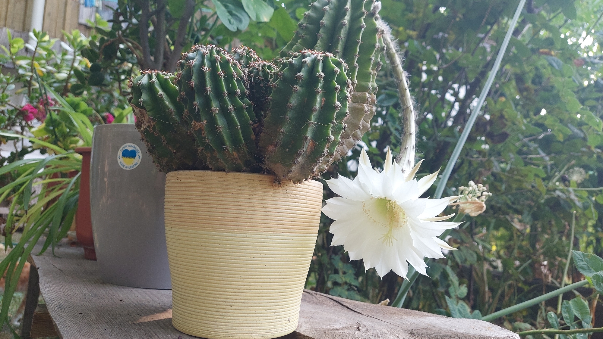 A potted cactus with a large white flower in bloom sits on a weathered wooden surface. The cactus is green and spiny, with multiple arms extending upwards. The flower is delicate and layered, with a pale green center. Behind the cactus, a grey ceramic pot with a "Made in Ukraine" sticker is visible, along with other greenery and plants. The scene appears to be outdoors, likely in a garden or on a patio, with dappled sunlight filtering through the leaves. The overall impression is one of natural beauty and resilience.
