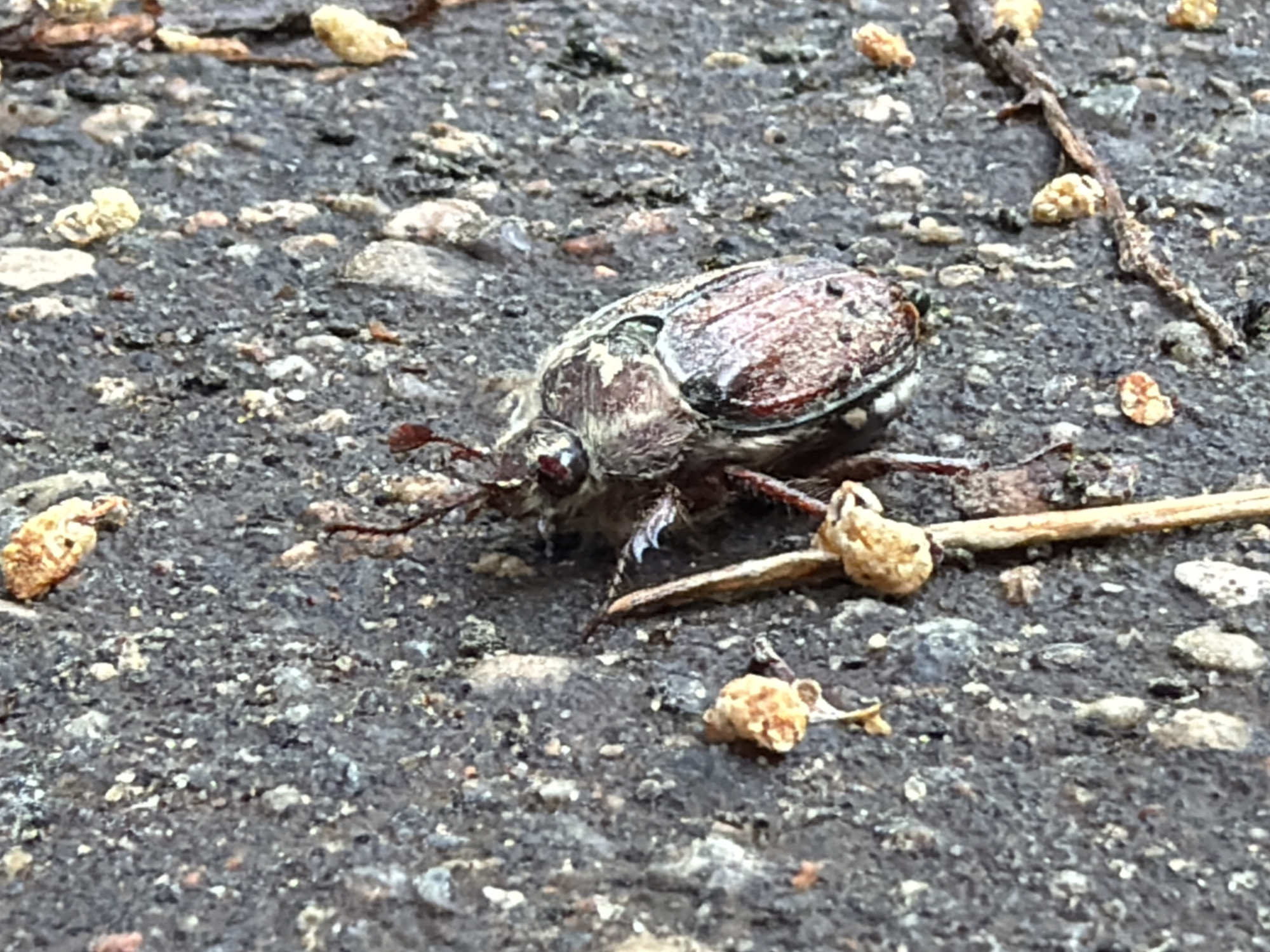 A beetle is positioned in the center of the image on a rough, gray asphalt surface speckled with small white stones and scattered bits of organic matter. A small twig lies near the beetle. The beetle has a mottled brown and gray carapace. The background is out of focus, but the rough texture of the asphalt is evident. The location is not discernible from the image and cannot be identified as Moscow, Russia.