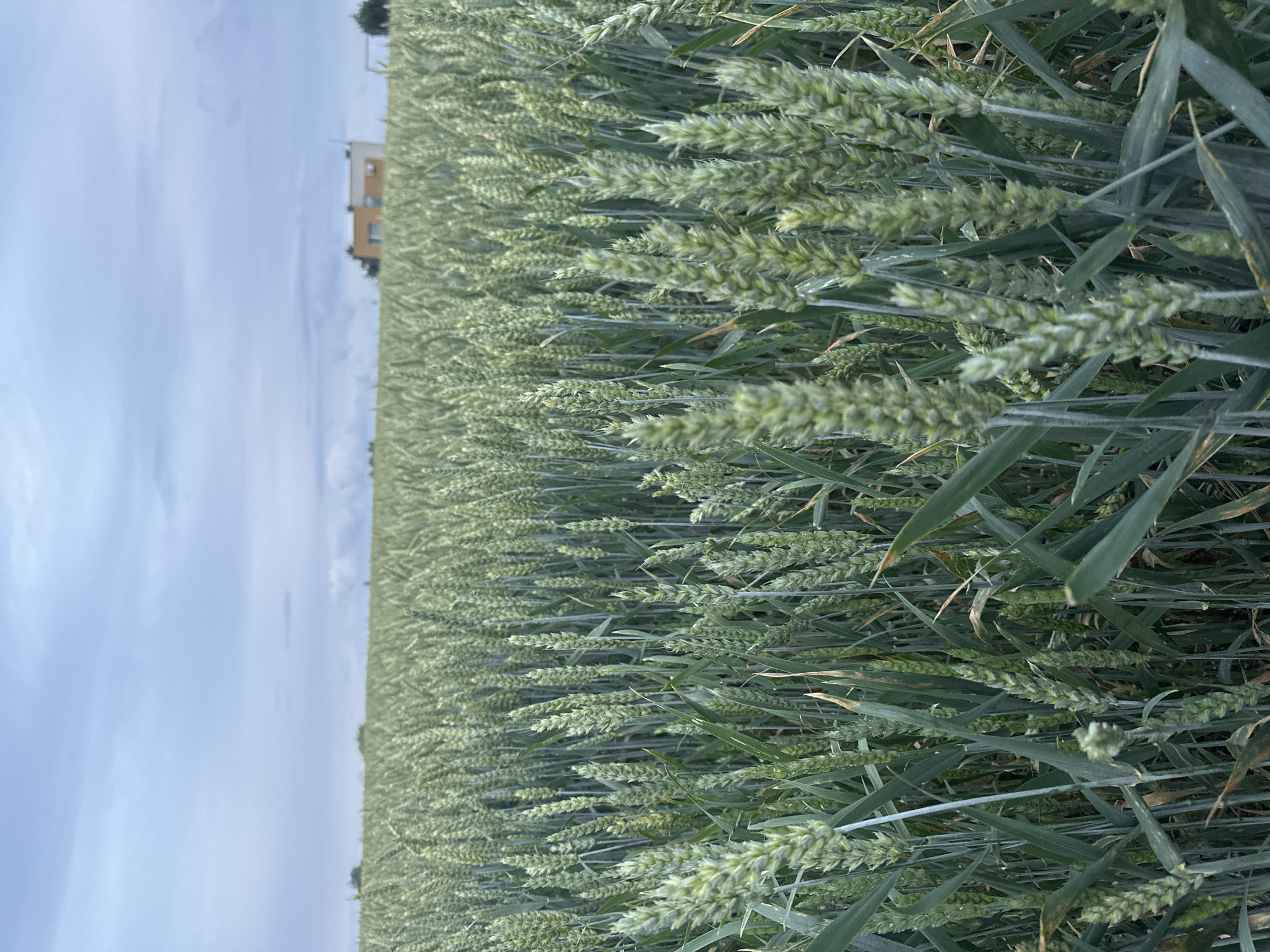 An image captures a field of young wheat with stalks of green, immature grain reaching upwards, their heads still soft and light green. The field stretches into the distance, a vast expanse of the crop under a cloudy, overcast sky. In the middle ground, a building with a light-colored facade and a darker, flat roof is visible, set against a backdrop of distant trees. The scene is a serene agricultural landscape, characteristic of the rural environment found in Paltiškiai, Lithuania, an area known for its agricultural lands. There are no people or animals present in the image, only the natural elements of the field and the distant building.