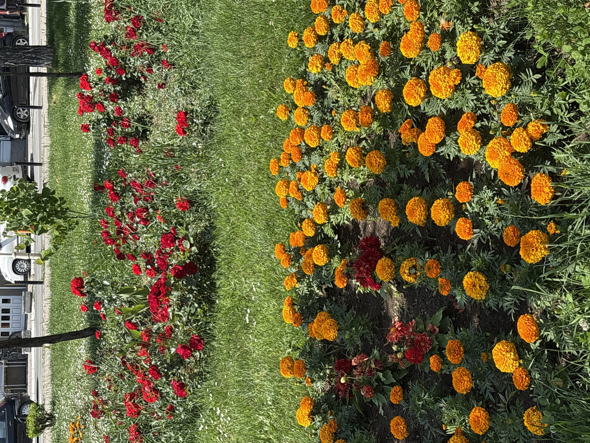 A ground-level shot depicts a garden bed adjacent to a street in Kragujevac, Serbia. The garden bed features two distinct sections: one filled with red flowers and the other with predominantly orange flowers. The red flowers appear to be roses. The orange flowers are densely packed. Green grass grows between the two flower sections. To the left of the red flowers, a street with parked cars is visible. A tree trunk is also positioned near the street. The lighting suggests a bright, sunny day.