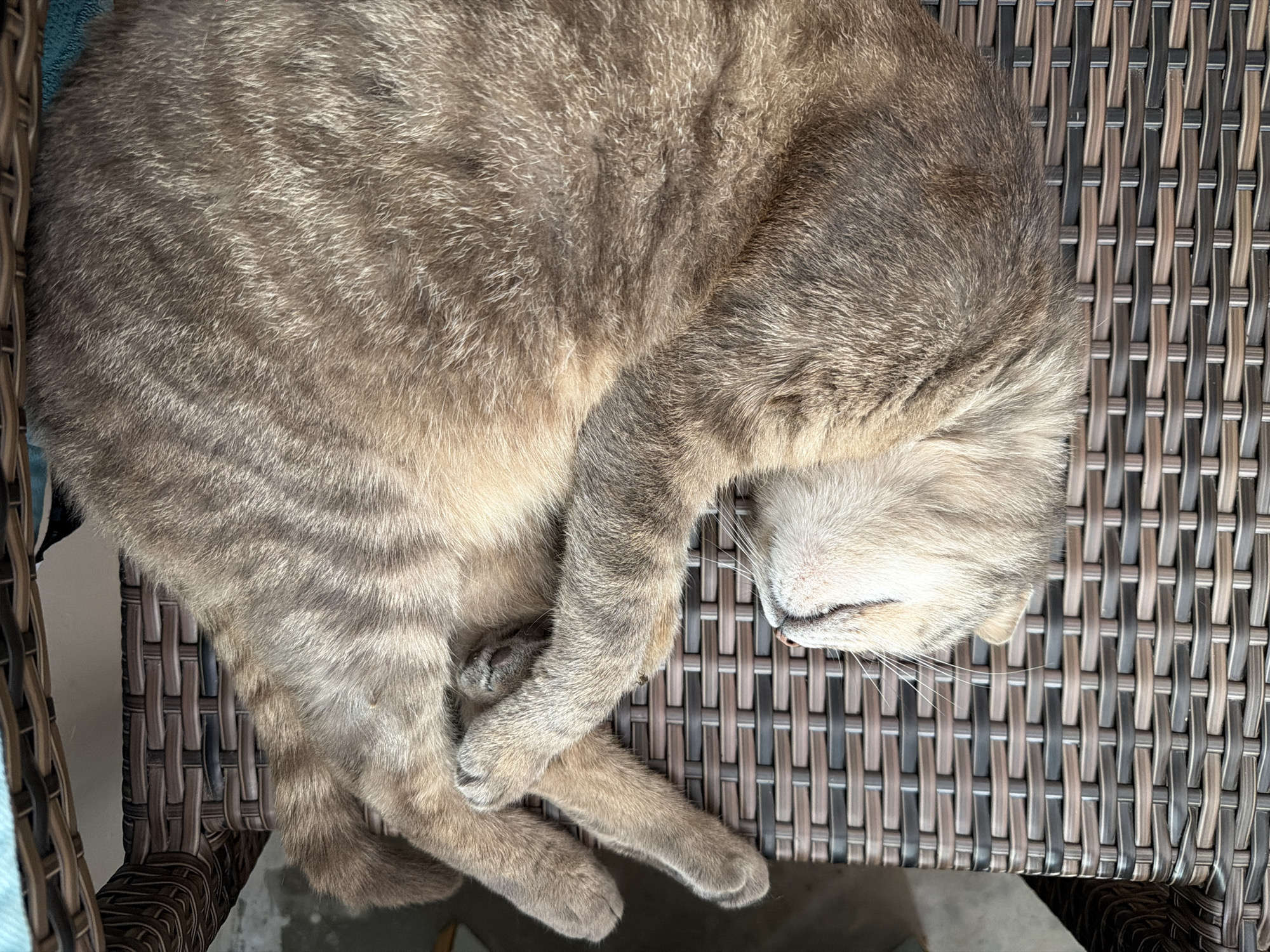 A brown tabby cat is sleeping curled up on a brown wicker chair outdoors. The cat's head is resting on its paws, and its eyes are closed. The cat's fur is a mix of brown, gray, and white stripes. The wicker chair is made of woven plastic or resin and has a textured surface. The background is blurred but appears to be an outdoor setting, possibly a patio or balcony. There is a light blue cloth draped over the top of the chair. The scene is well-lit, suggesting it is daytime.