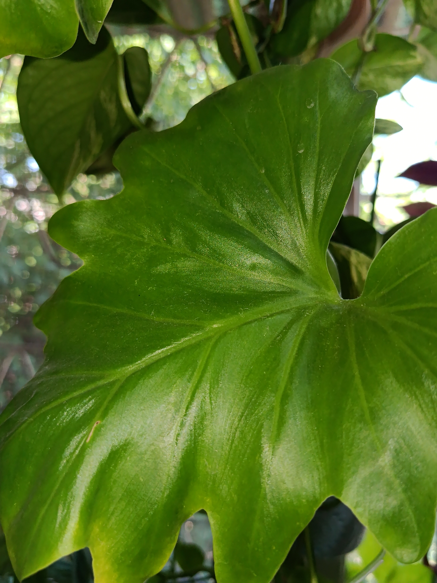 The image shows a close-up of a large, vibrant green leaf with prominent veins. The leaf has an irregular, lobed shape with a glossy surface, suggesting it is healthy and well-maintained. In the background, out-of-focus greenery and hints of light filtering through suggest an outdoor or semi-outdoor environment, possibly a garden or balcony. There are no people or specific man-made objects clearly visible. The image is likely taken in Tashkent, Uzbekistan, given the request.