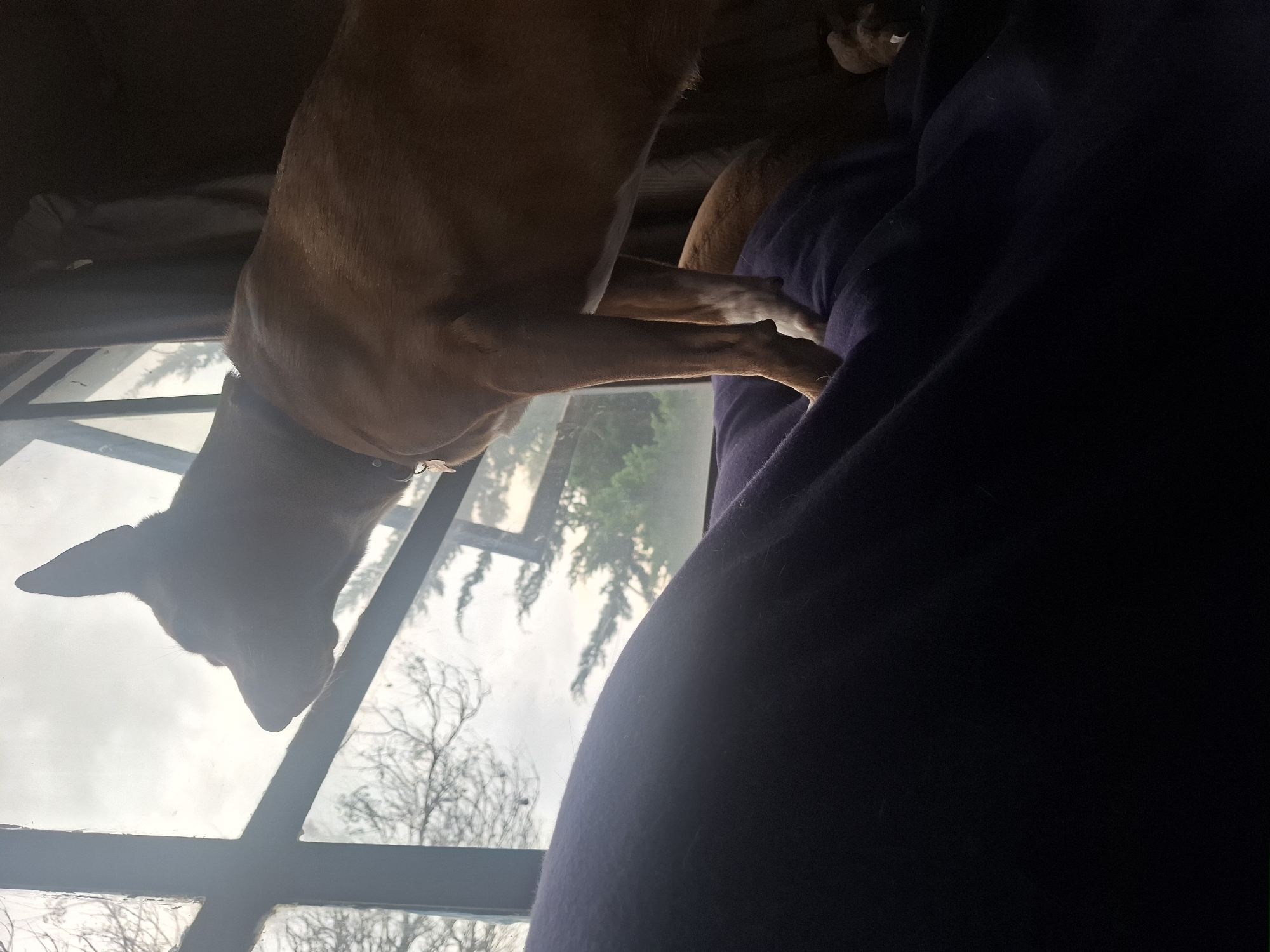 When correctly oriented, the image depicts a medium-sized dog with short, reddish-brown fur, situated indoors and looking out a window. The dog's head, lowered and silhouetted, is visible on the left side of the frame, positioned against the bright light from the window. Its body and front legs extend across the center, with part of a hind leg visible. The dog appears to be standing or resting on a piece of furniture covered by a dark purple or blue blanket or fabric, which occupies the right side of the image.
Through the multi-paned window on the left, an outdoor scene is visible, characterized by a cloudy or overcast sky and various trees, some with bare branches and others with evergreen foliage. The lighting suggests a soft, diffused light typical of an overcast day or perhaps late afternoon, with the interior being relatively dim compared to the outdoors. The dog wears a collar. The scene conveys a calm, observant moment from what appears to be a domestic setting in Naucalpan de Juárez, Mexico. There is no visible text in the image.