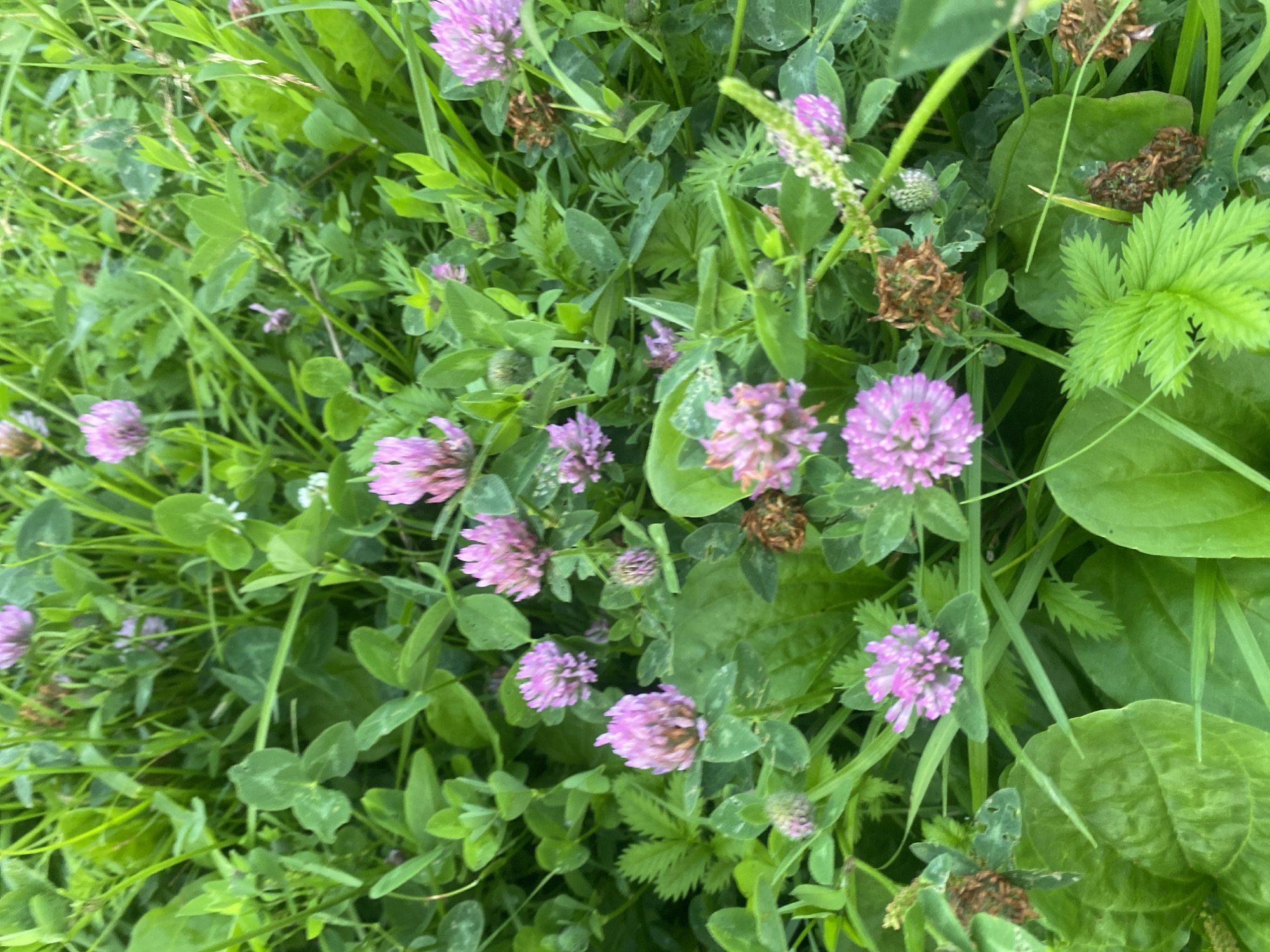 A close-up, high-angle shot captures a dense patch of lush green grass and foliage in Tolbazy, Russia. Interspersed throughout the greenery are numerous small, round, pinkish-purple flowers, likely red clover, with some appearing in full bloom and others in bud. Several dried, brown seed heads are also visible, suggesting a mix of blooming stages. The overall impression is one of a natural, overgrown meadow or garden area. There are no people or man-made objects present in the image.
