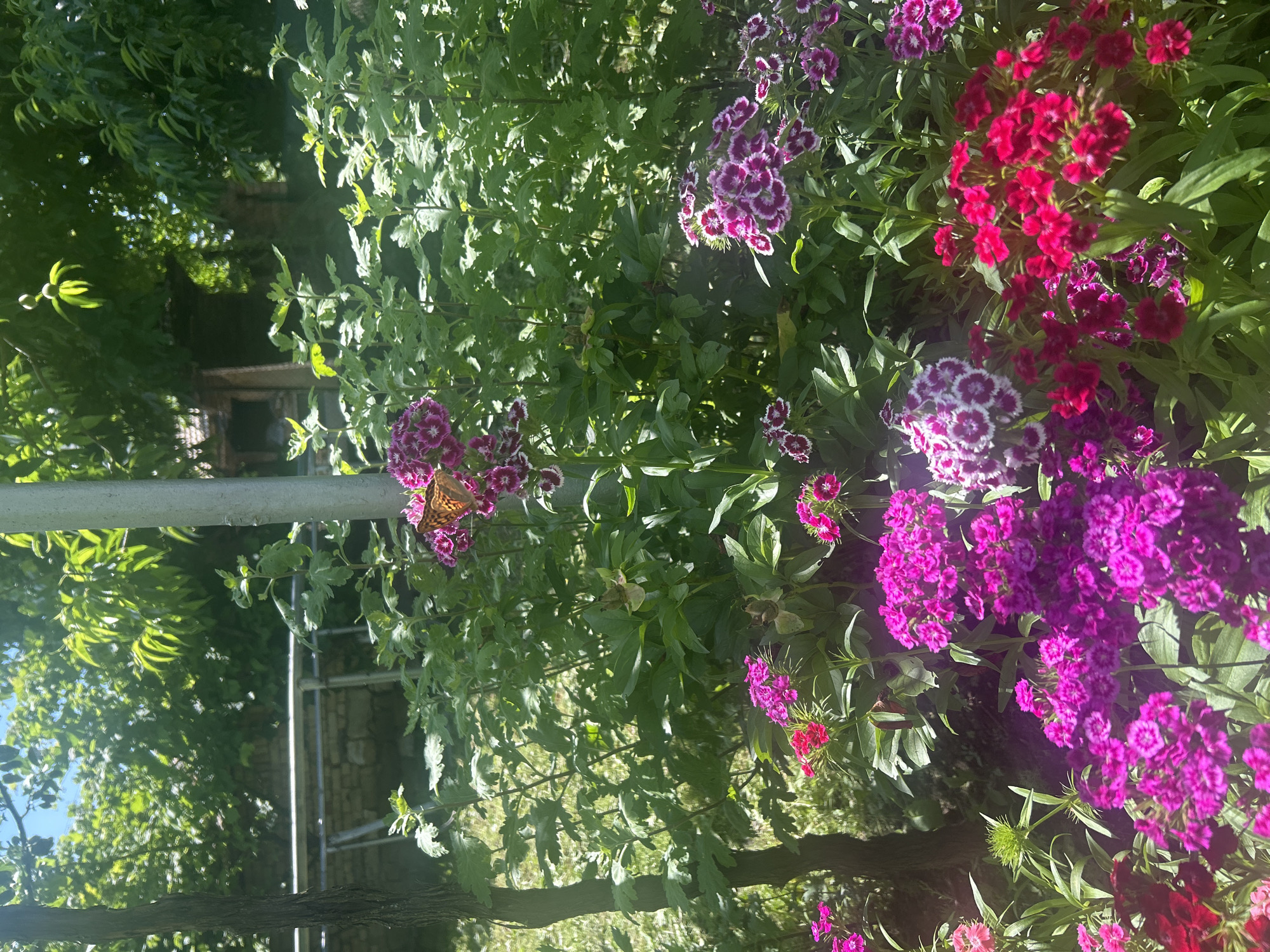 This image depicts a vibrant garden scene located in Gorsko Ablanovo, Bulgaria, under bright daylight conditions. The foreground and midground are dominated by dense clusters of flowering plants, primarily Sweet William (Dianthus barbatus), displaying rich magenta, deep red, and white petals with magenta centers.
A butterfly, characterized by orange-brown wings with distinct black spots and patterns, is perched on a magenta flower cluster situated slightly to the right of the vertical center in the upper midground.
On the left side of the frame, a dark brown tree trunk is visible, partially obscured by surrounding foliage. A grey, cylindrical metal pole extends vertically from the midground upwards, positioned slightly to the right of the image's center. Behind the flowers and the pole, a dense layer of green plants with lobed leaves occupies the midground.
The background consists of a heavily vegetated area filled with numerous green trees and shrubs. Through the foliage in the upper right, a dark brown wooden structure with a pitched roof is partially visible. In the upper left background, a rough stone wall is present, topped by a horizontal metal railing. Strong sunlight illuminates the scene, creating bright highlights on the vegetation and flowers.