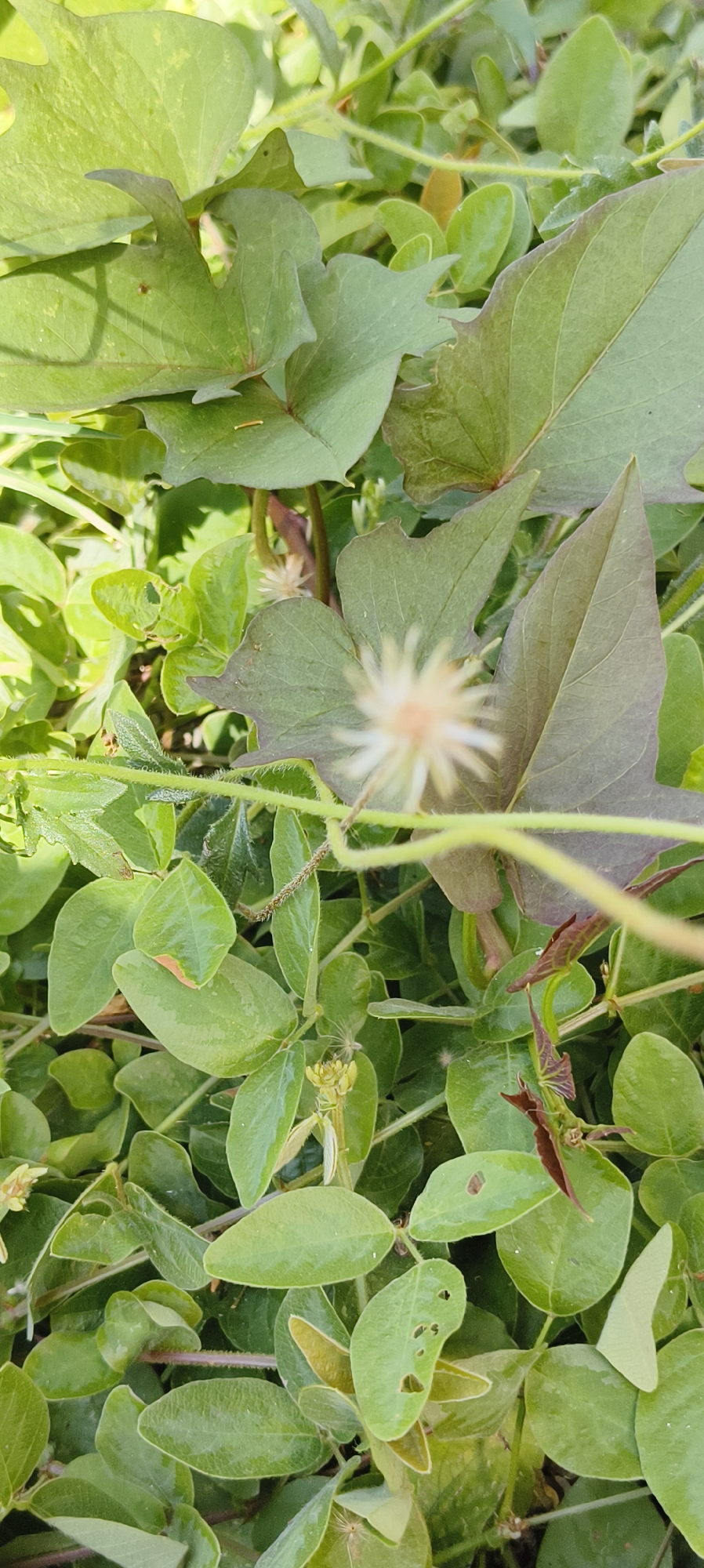 The image shows a close-up view of dense green foliage with a small, out-of-focus white flower in the center. The leaves are varied in shape and size, with some being larger and lobed, possibly from a sweet potato plant, while others are smaller and more oval. The lighting suggests it is daytime, casting shadows on some of the leaves. The background is also filled with greenery, creating a lush, natural environment. No people, actions, or interactions are visible. This scene is likely found in a garden or natural area within Waisai, Indonesia.