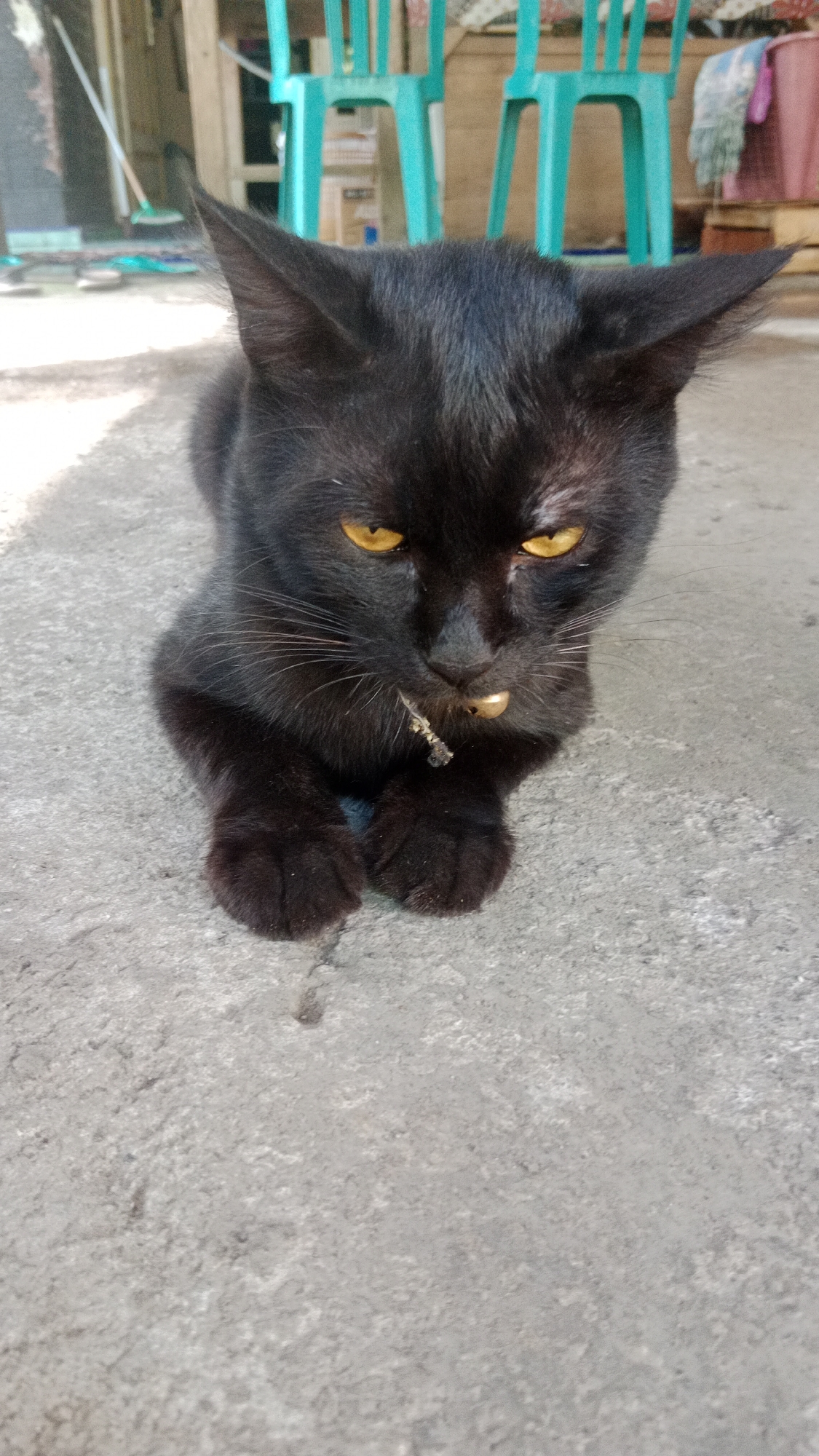 A black cat with yellow eyes lies on a concrete surface outdoors. The cat has a small bell or charm attached to a string around its neck, which is positioned near its mouth. In the background, several teal-colored plastic chairs are visible, along with some wooden structures and what appears to be a broom and dustpan. The lighting suggests it is daytime. This scene is located in Srono, Indonesia.